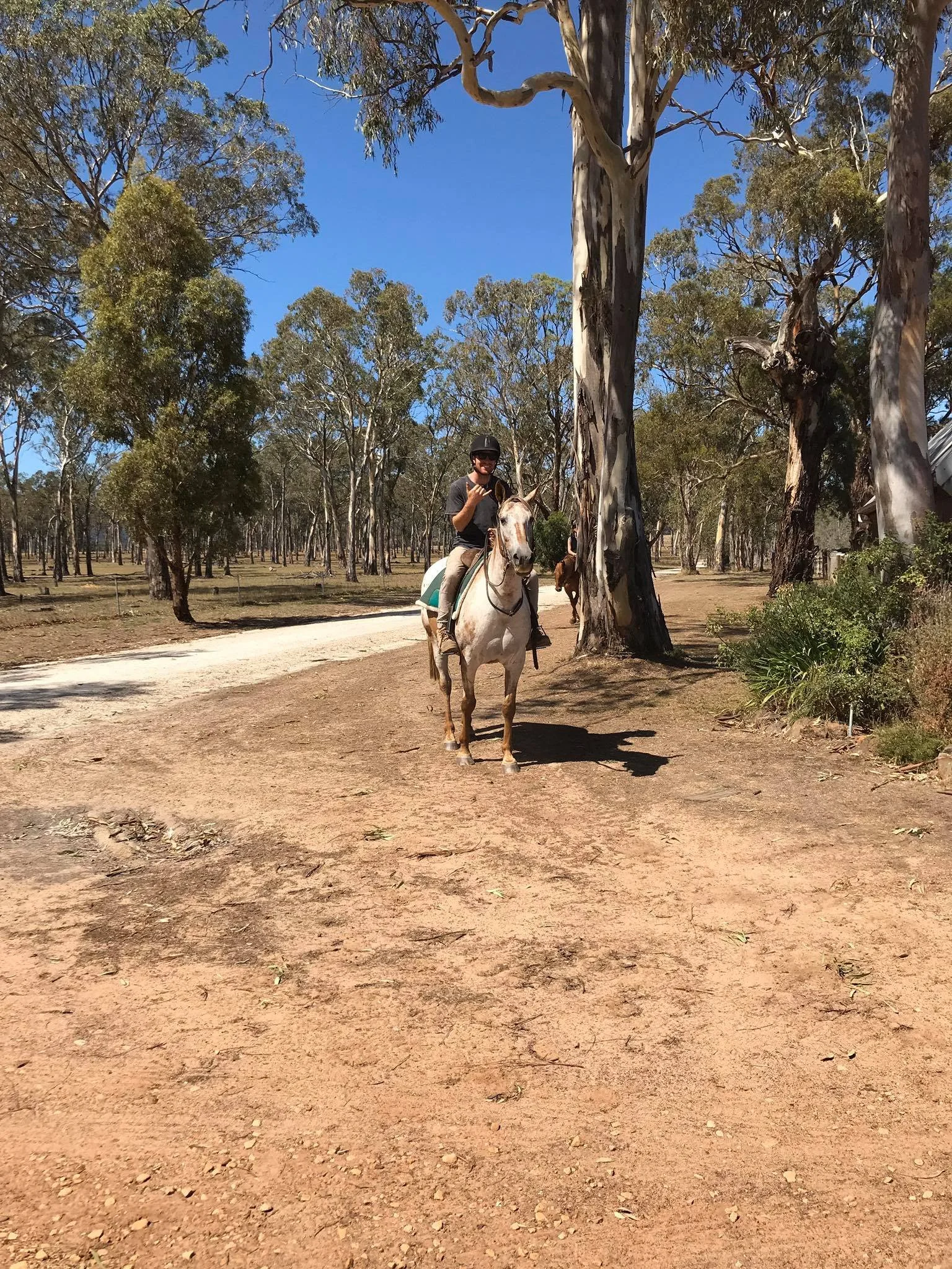 A person riding a white horse along a dirt path in a wooded area with tall trees and clear blue sky.