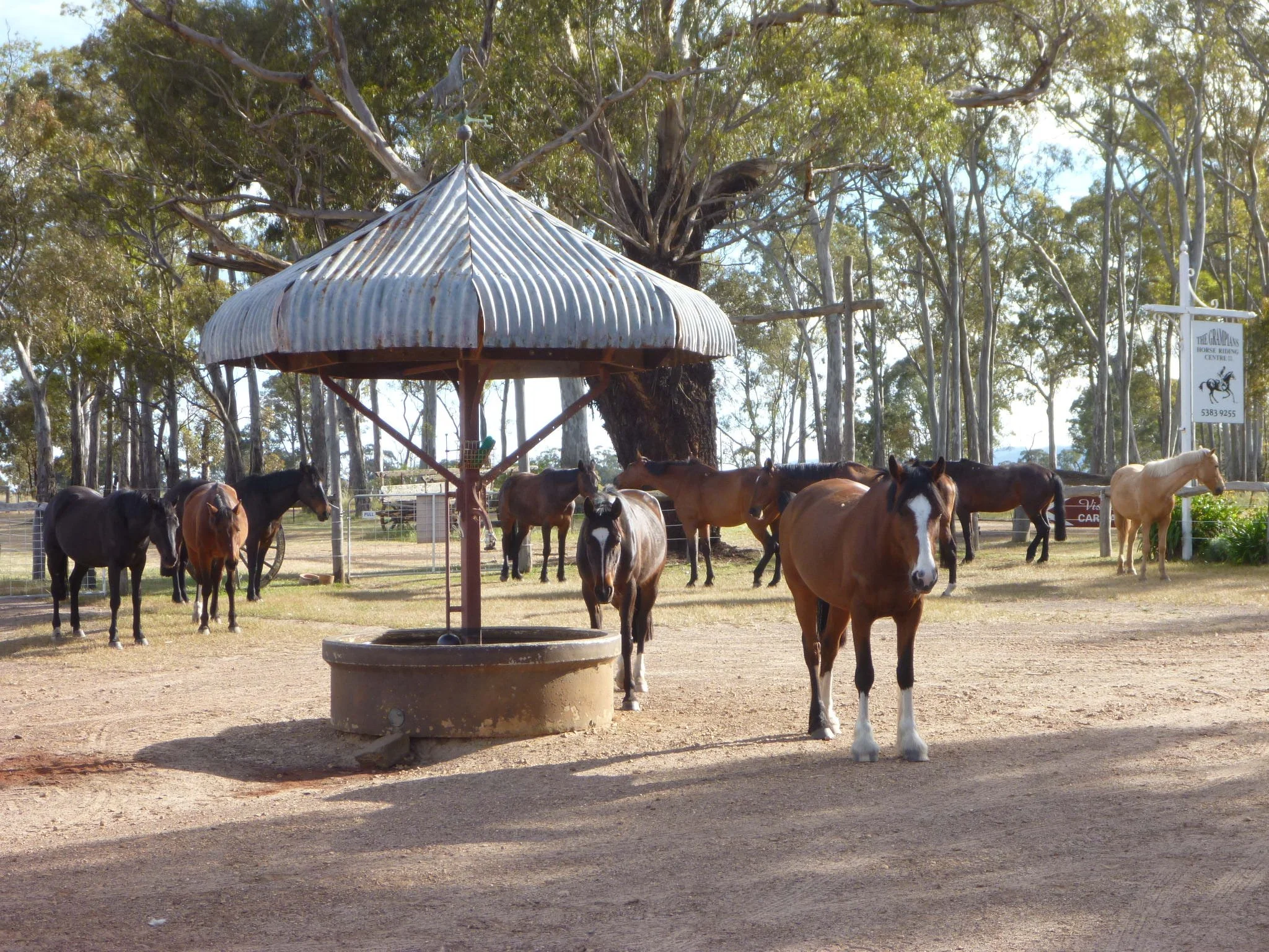 A group of horses standing on dirt ground under a large tree with some fencing in the background. A metal structure resembles a wishing well or water trough.