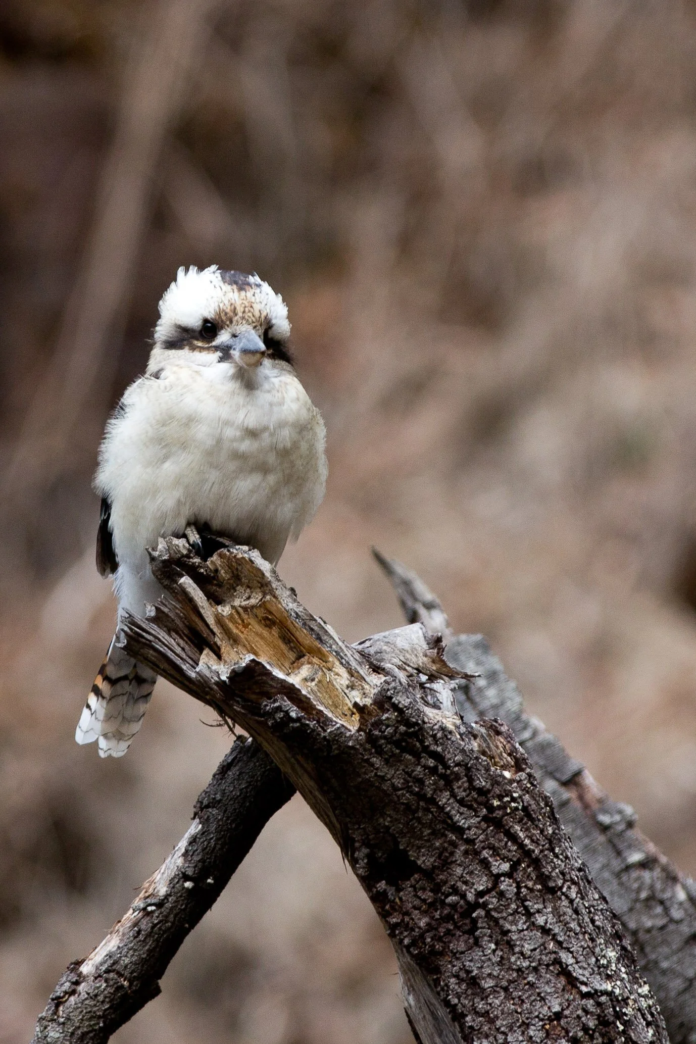 A small bird with white and brown plumage perched on a weathered tree branch, with a blurred natural background. Australian Kookaburra.