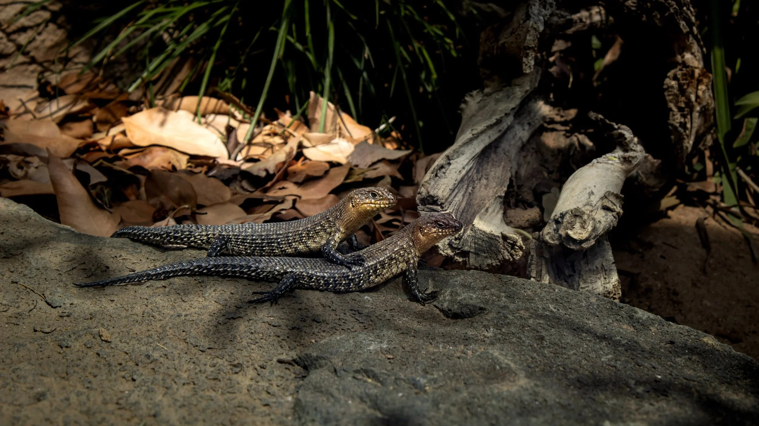 Two small lizards on a rock in a desert, with dried leaves and a weathered piece of wood nearby, surrounded by green plants in the background.