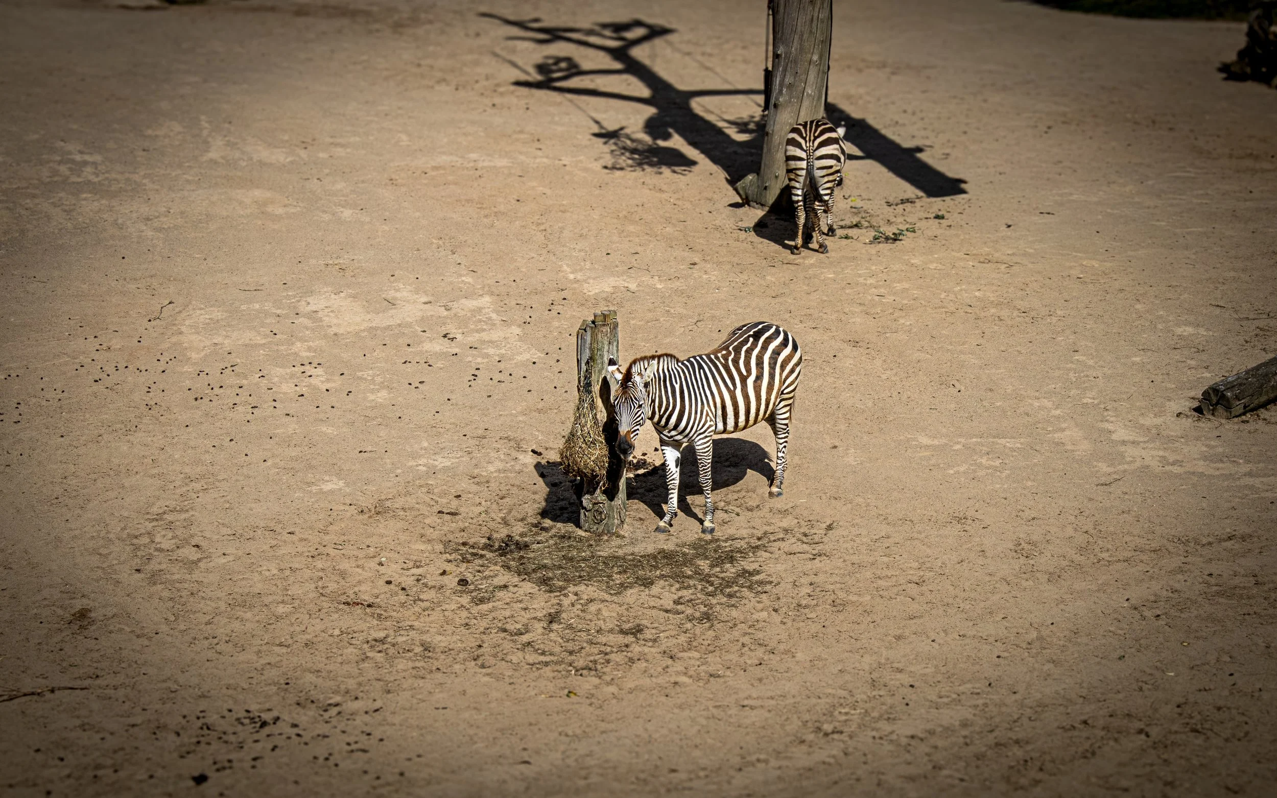 Two zebras on sandy ground, one facing a wooden post, the other in the background near a wooden structure, with long shadows cast on the ground.