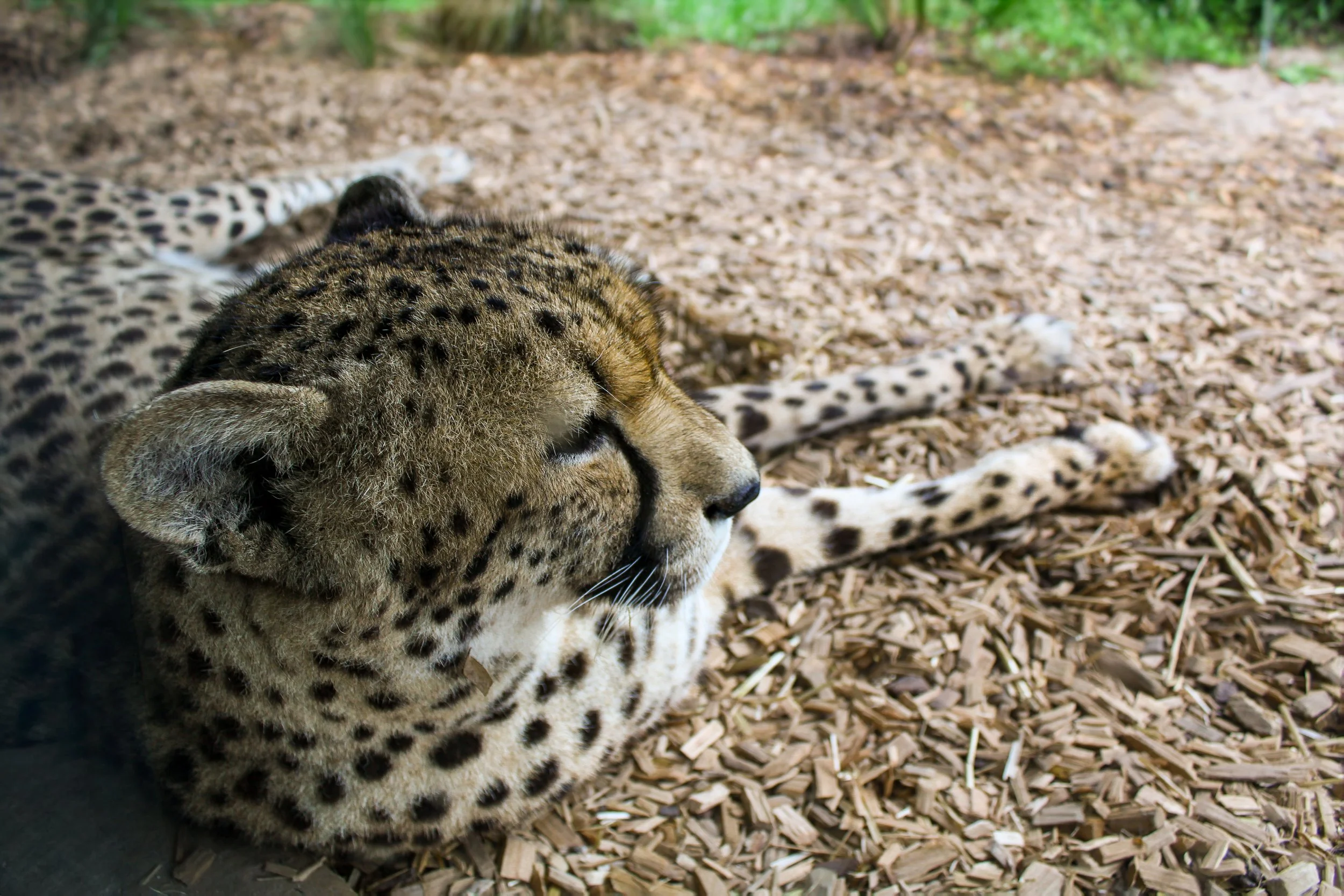 Close-up of a resting cheetah lying on a bed of wood chips, with its head tilted and eyes closed.