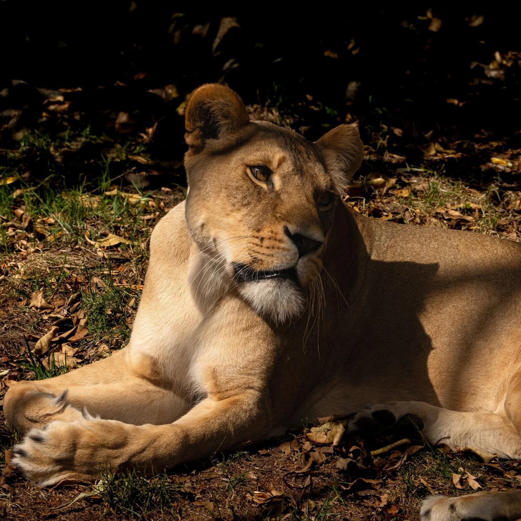 A lioness resting on the ground in the shade, with sunlight illuminating part of her face and body, surrounded by dry leaves and grass.