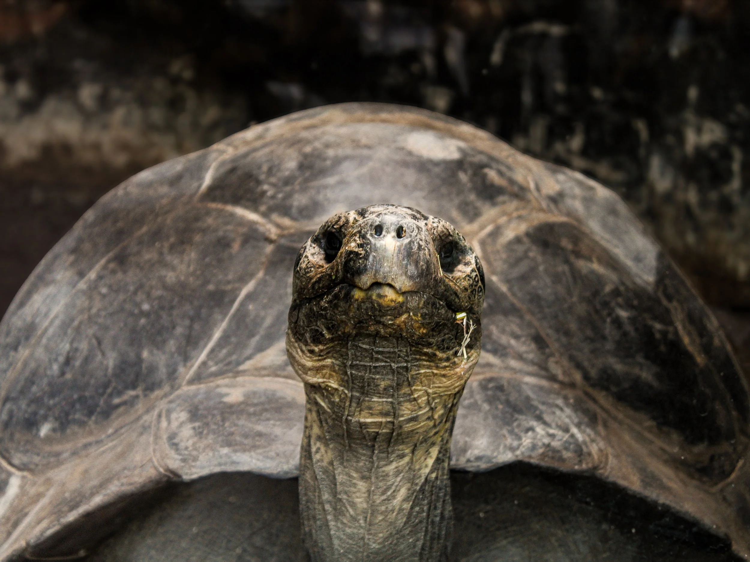 Close-up of a turtle with a dark, patterned shell and a head with a small flower in its mouth.