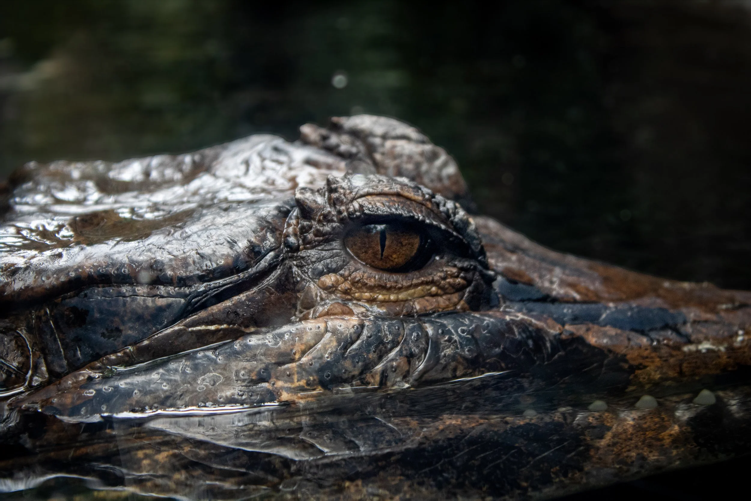 Close-up of a crocodile's head partially submerged in water, showing its eye and textured skin.