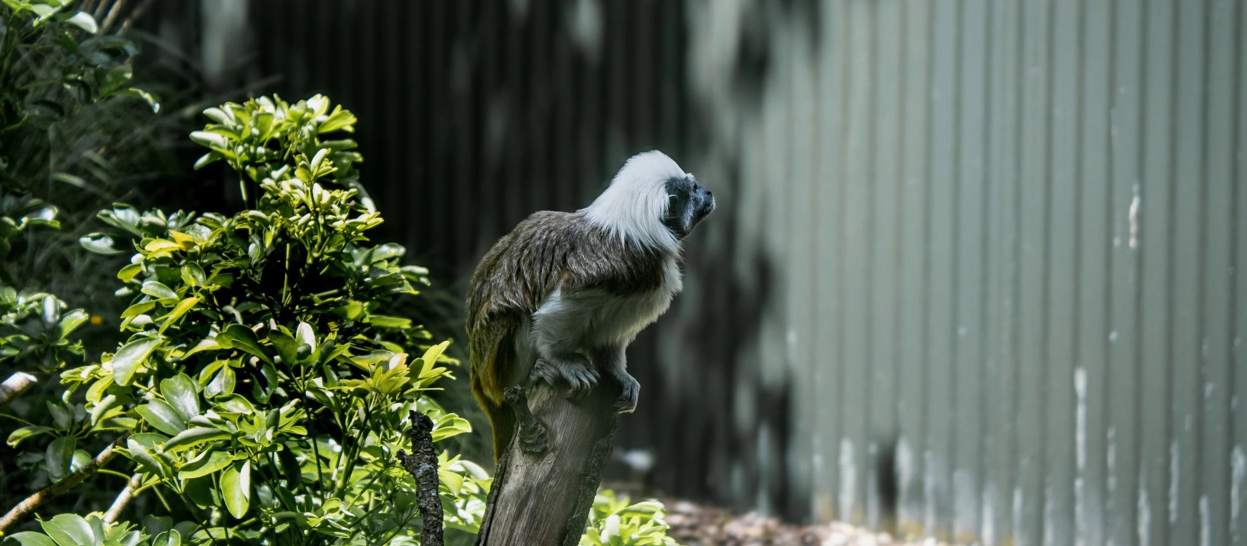 A white-faced capuchin monkey perched on a tree trunk outdoors surrounded by green foliage, with a corrugated metal fence in the background.