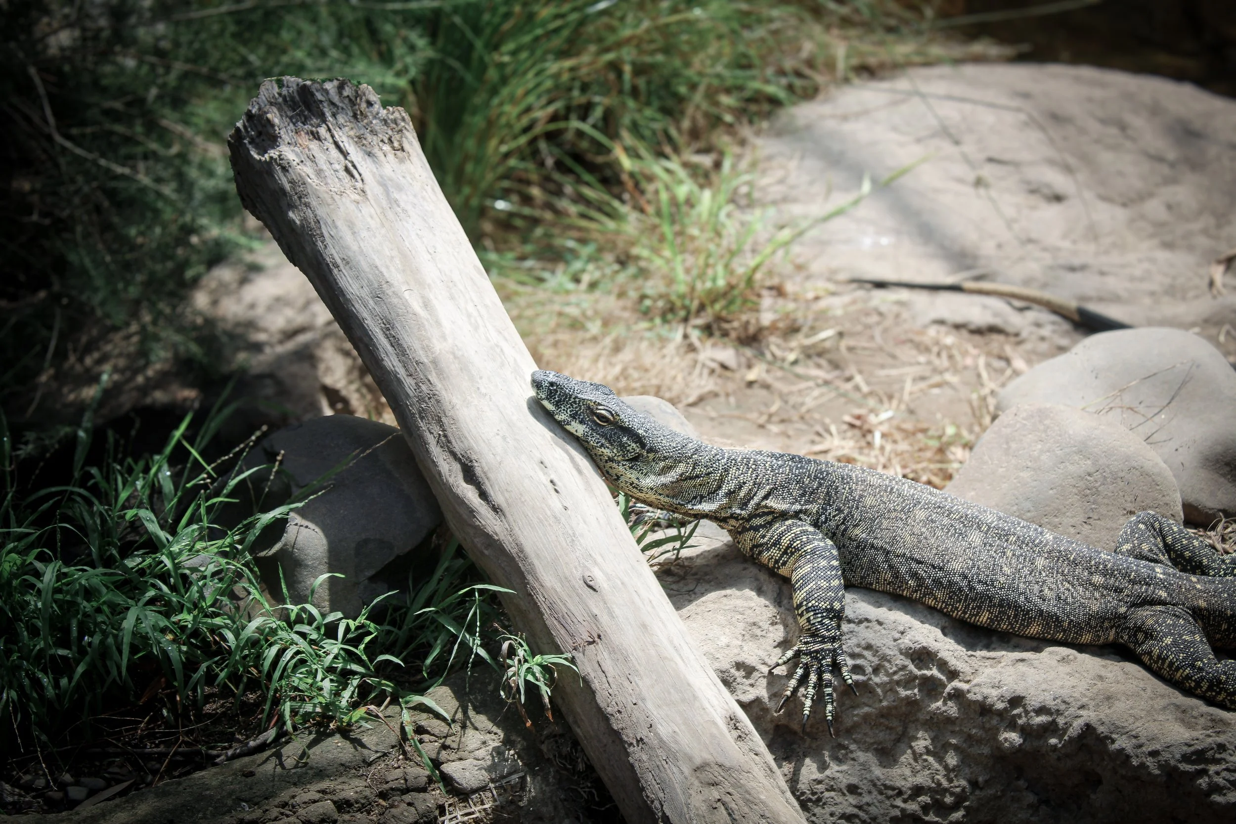 A lizard resting on a rock, with its head against a weathered piece of driftwood, in a natural outdoor setting with rocks, grass, and dirt.