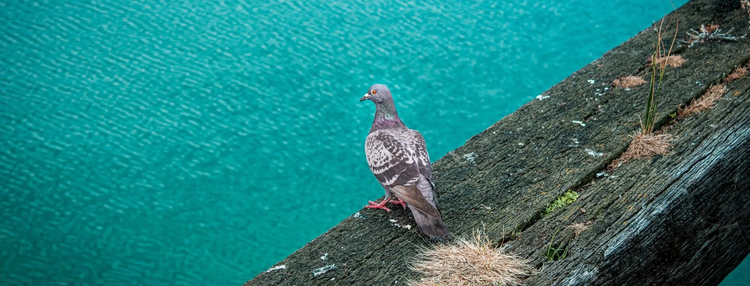 Pigeon perched on a mossy log next to a body of water with turquoise ripples.