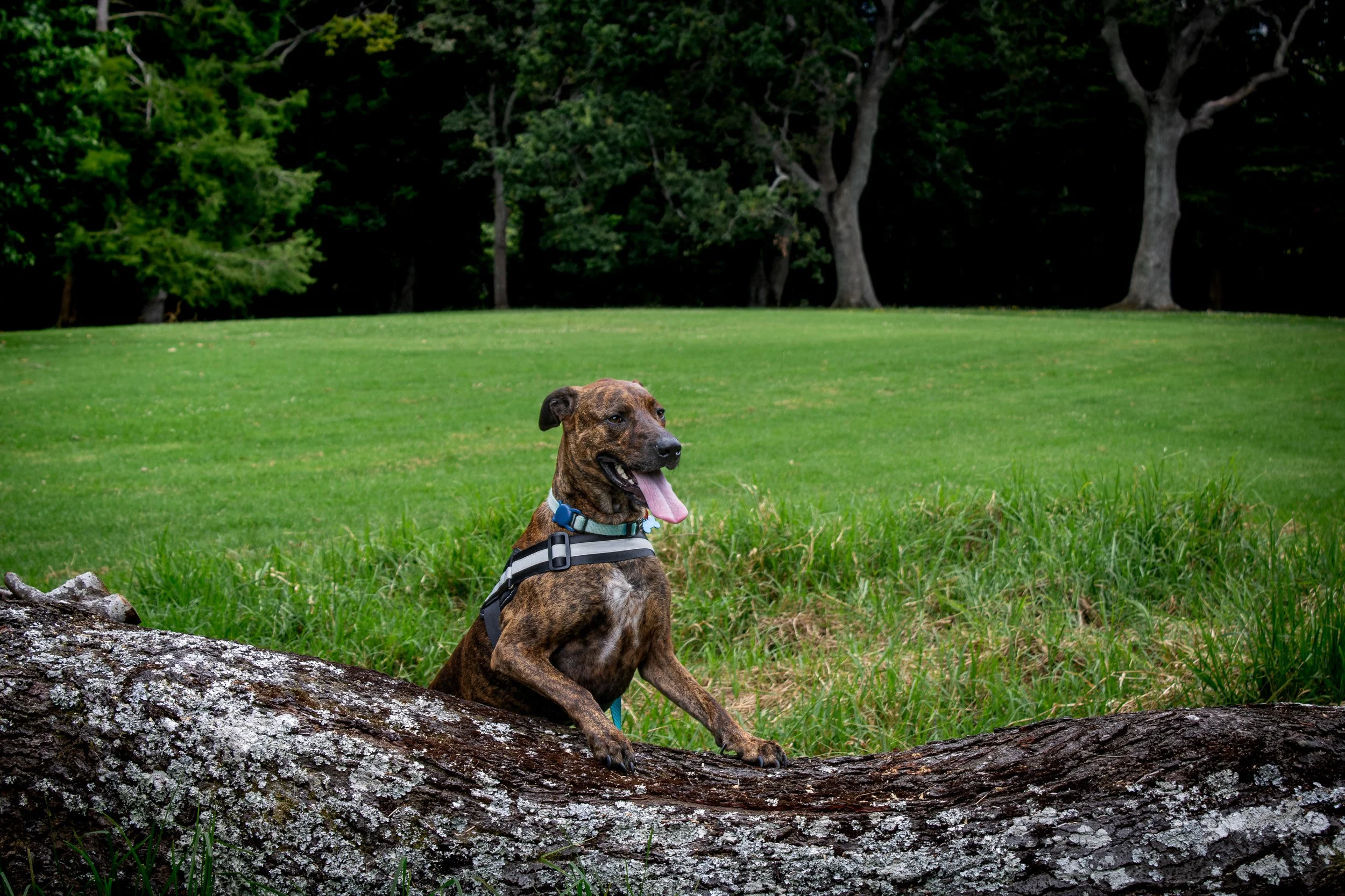 A happy brindle dog sitting behind a fallen tree trunk in a lush green park, with trees in the background.