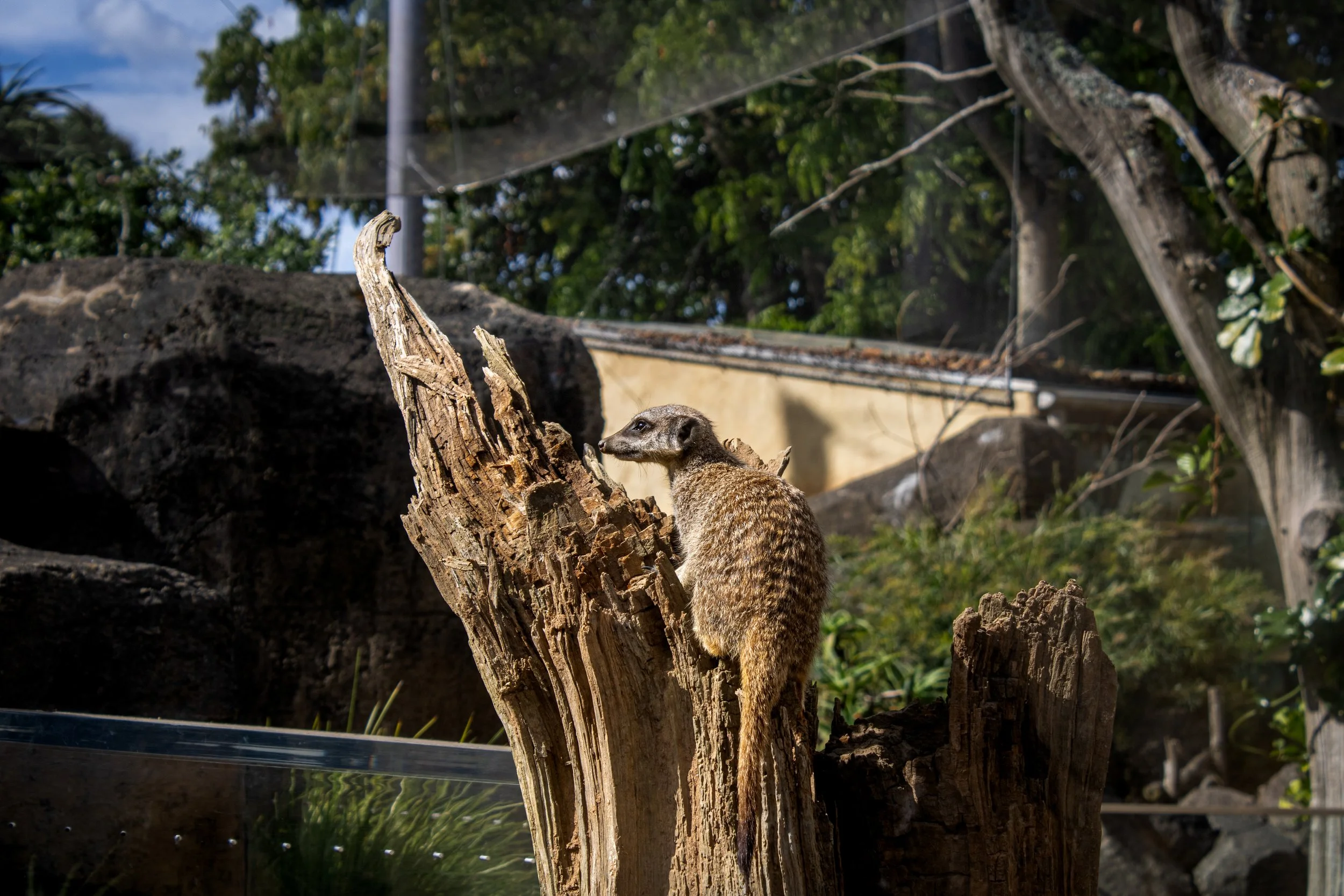 A meerkat perched on an old, weathered tree stump in a zoo enclosure with rocks, trees, and a wire mesh in the background.