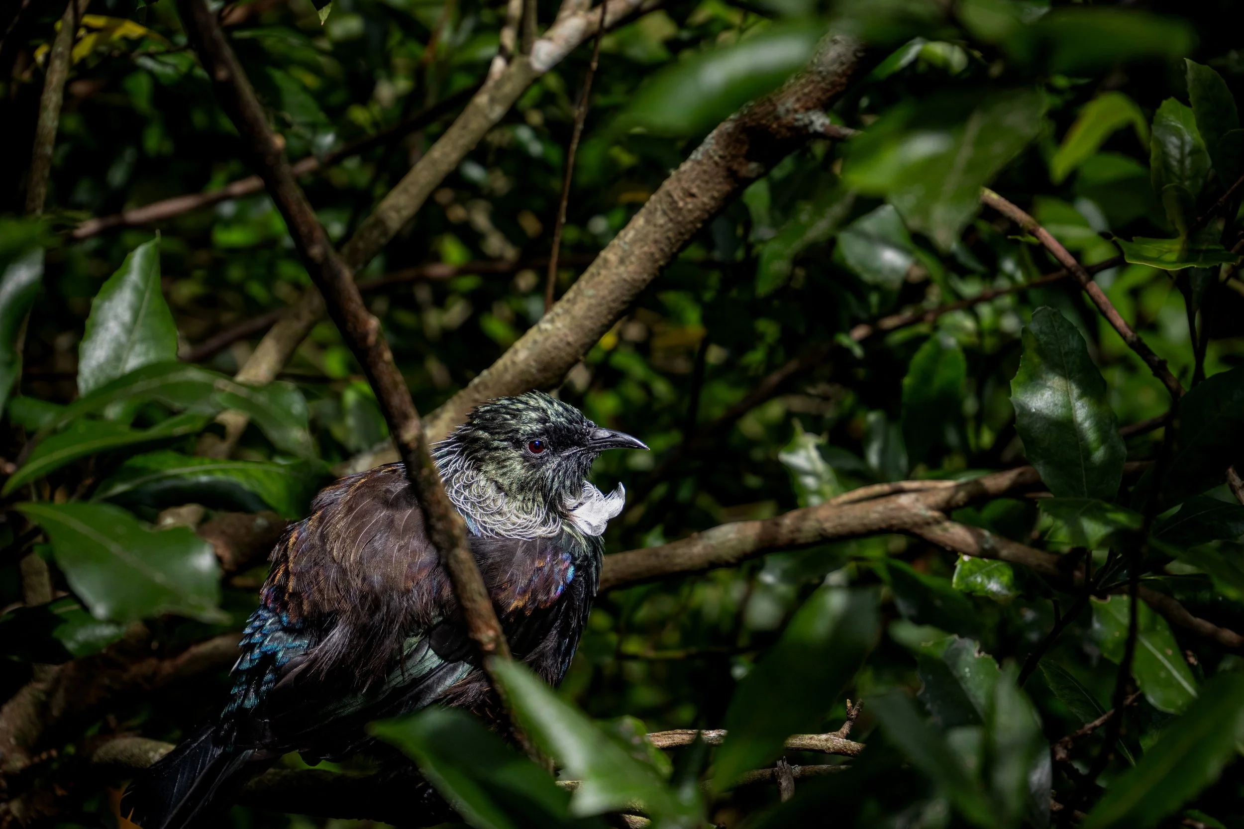 A bird with dark feathers and a distinctive pale face perched among dense green foliage.