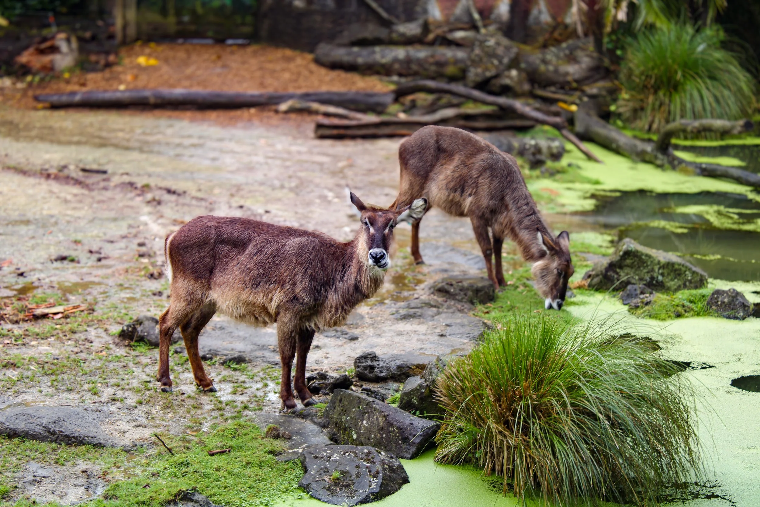 Two brown goats grazing near a pond with green algae and plants on the edge, surrounded by rocks, grass, and trees.