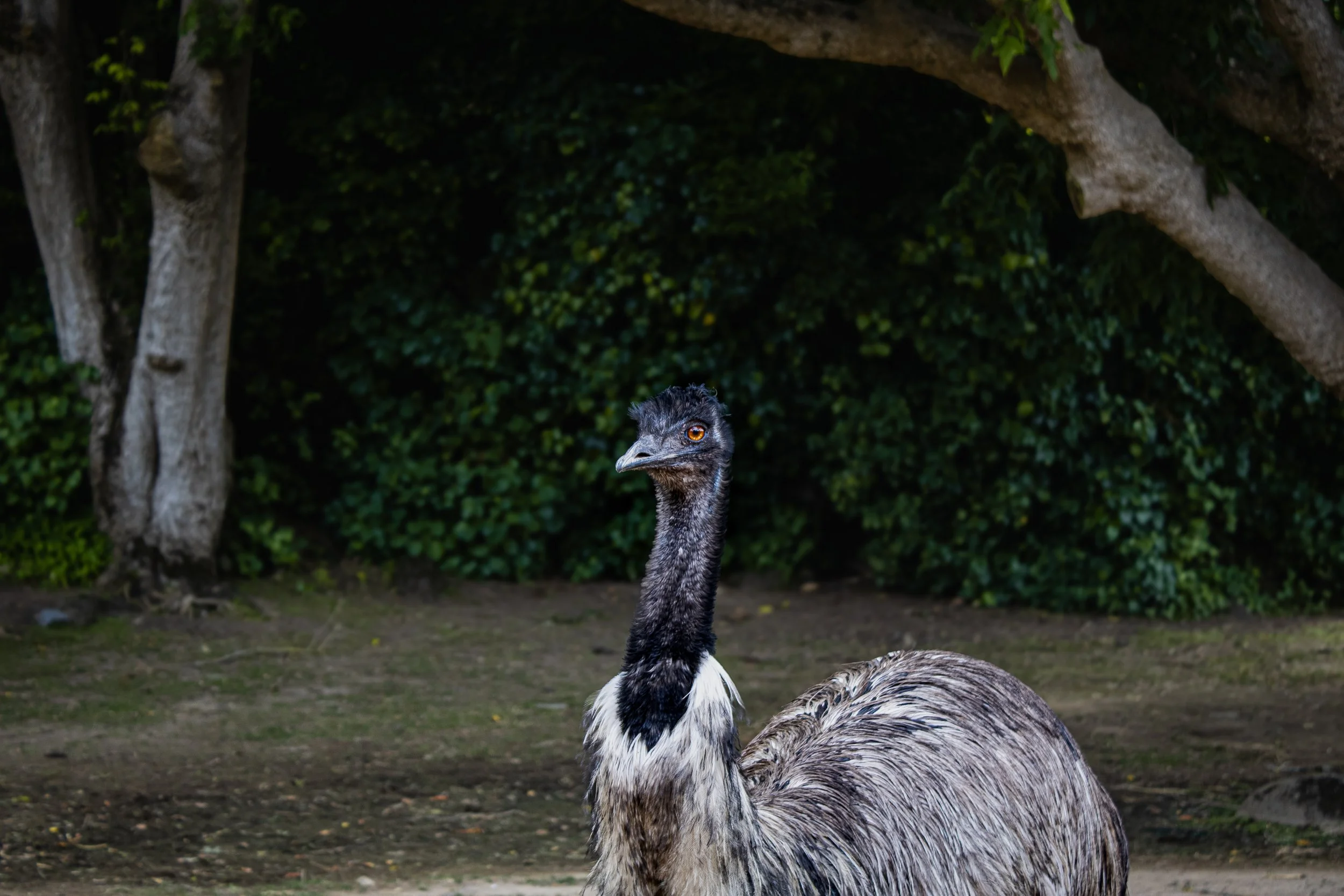 Emu standing on dirt ground with green bushes and trees in the background.