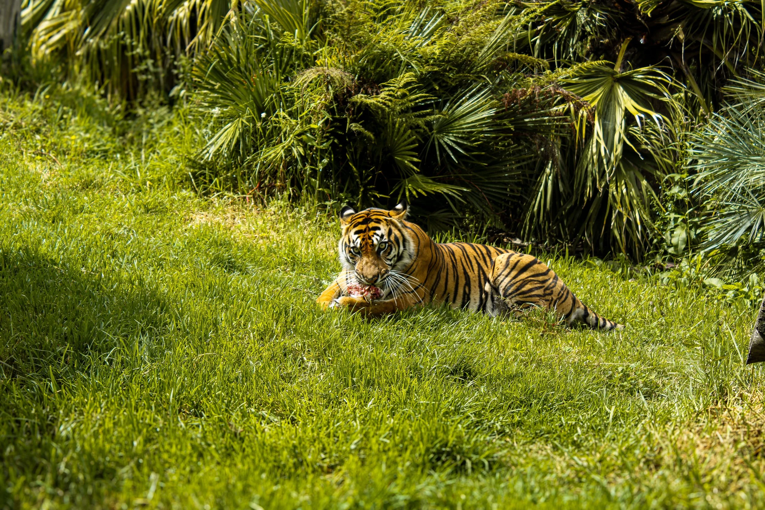 A tiger lying on green grass in front of dense jungle foliage, eating with minimal distraction.