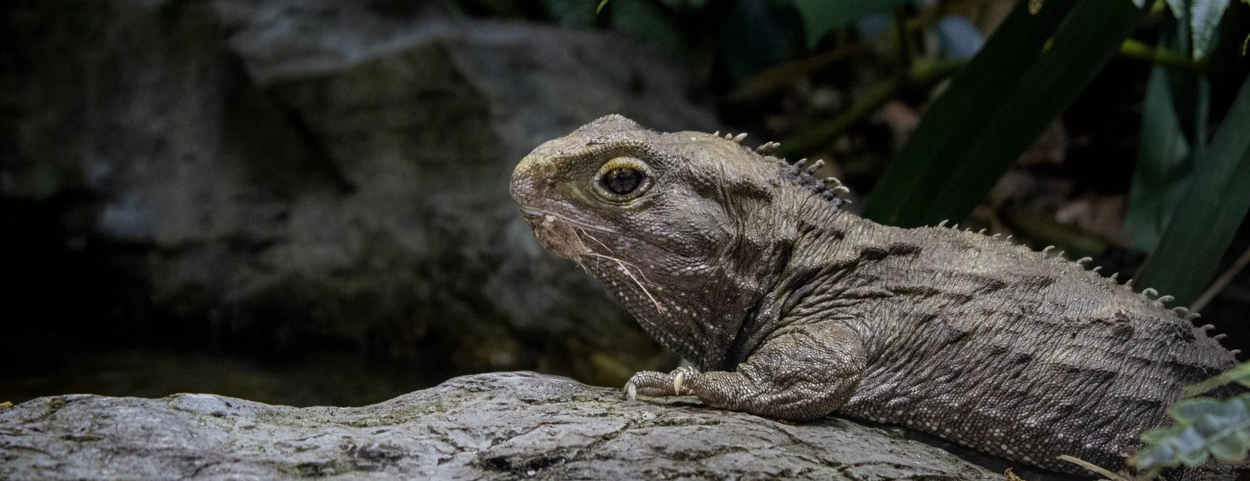 A close-up of a grey iguana lying on a rock, with green foliage in the background.