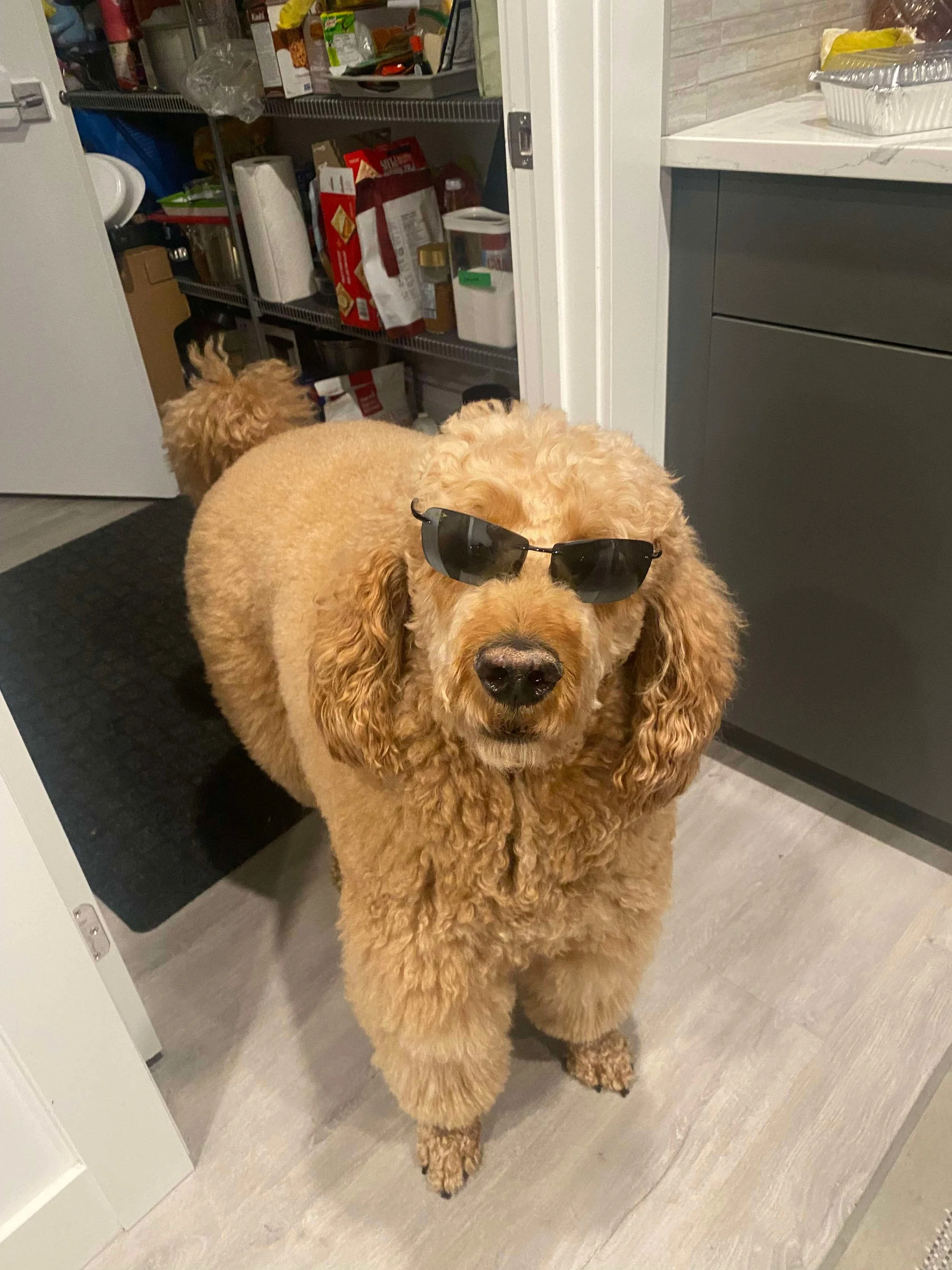 Oobie the poodle from Papinoli colouring books