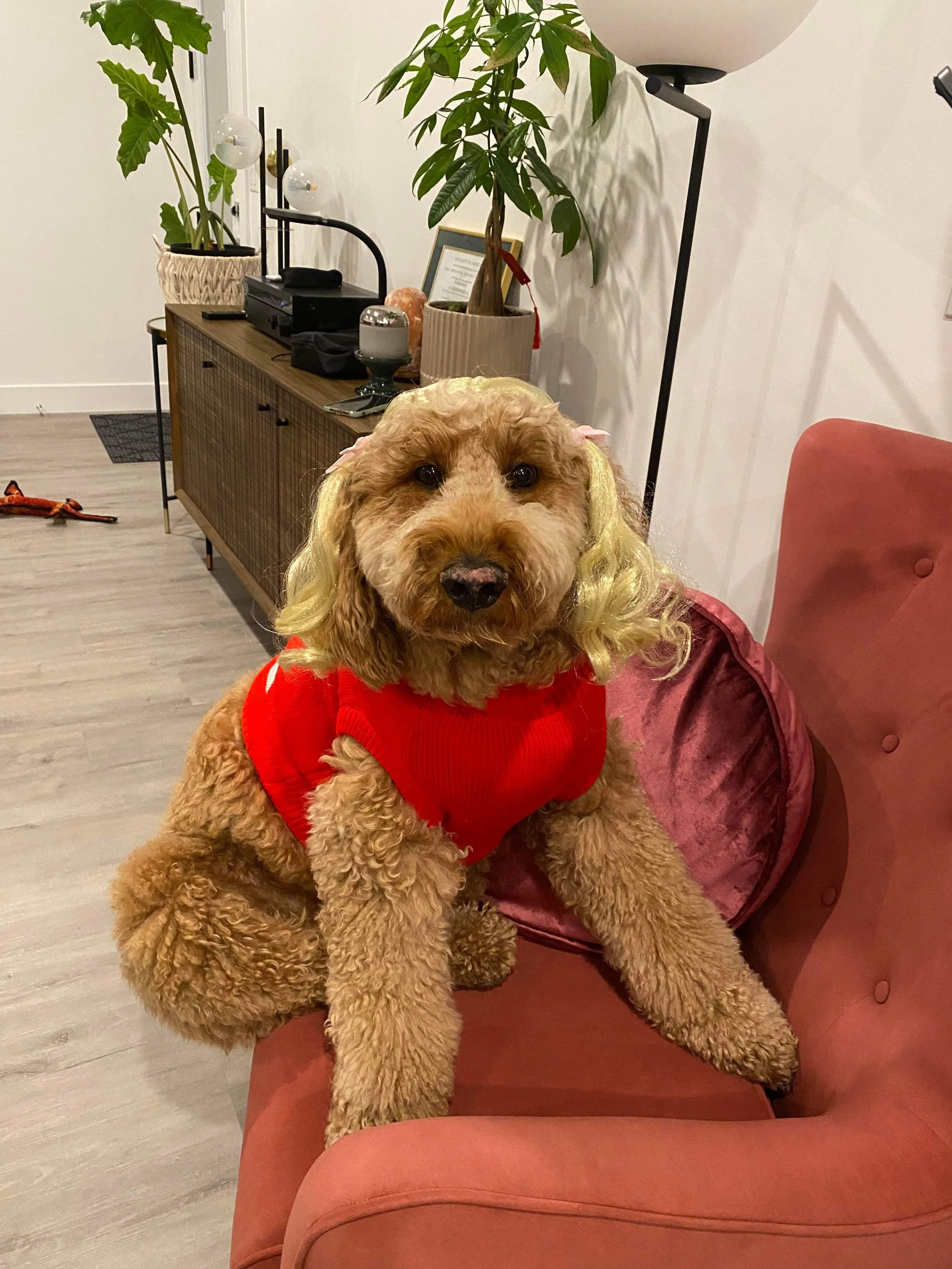 Oobie the poodle from Papinoli colouring books