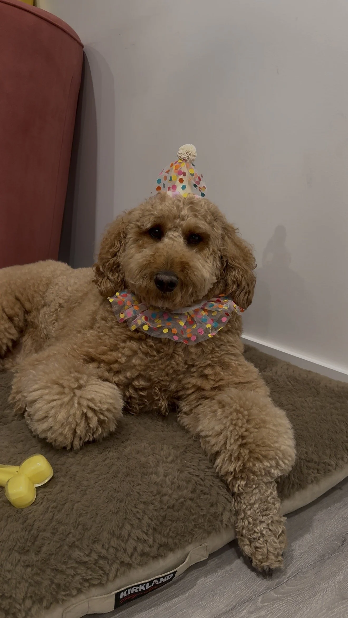 Oobie the poodle from Papinoli colouring books
