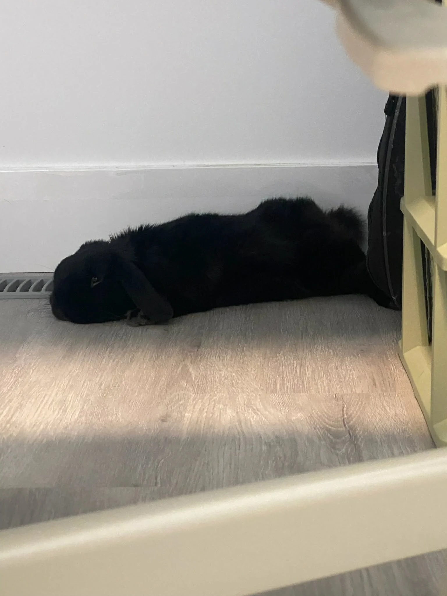 Dumpling the bunny from Papinoli colouring books
