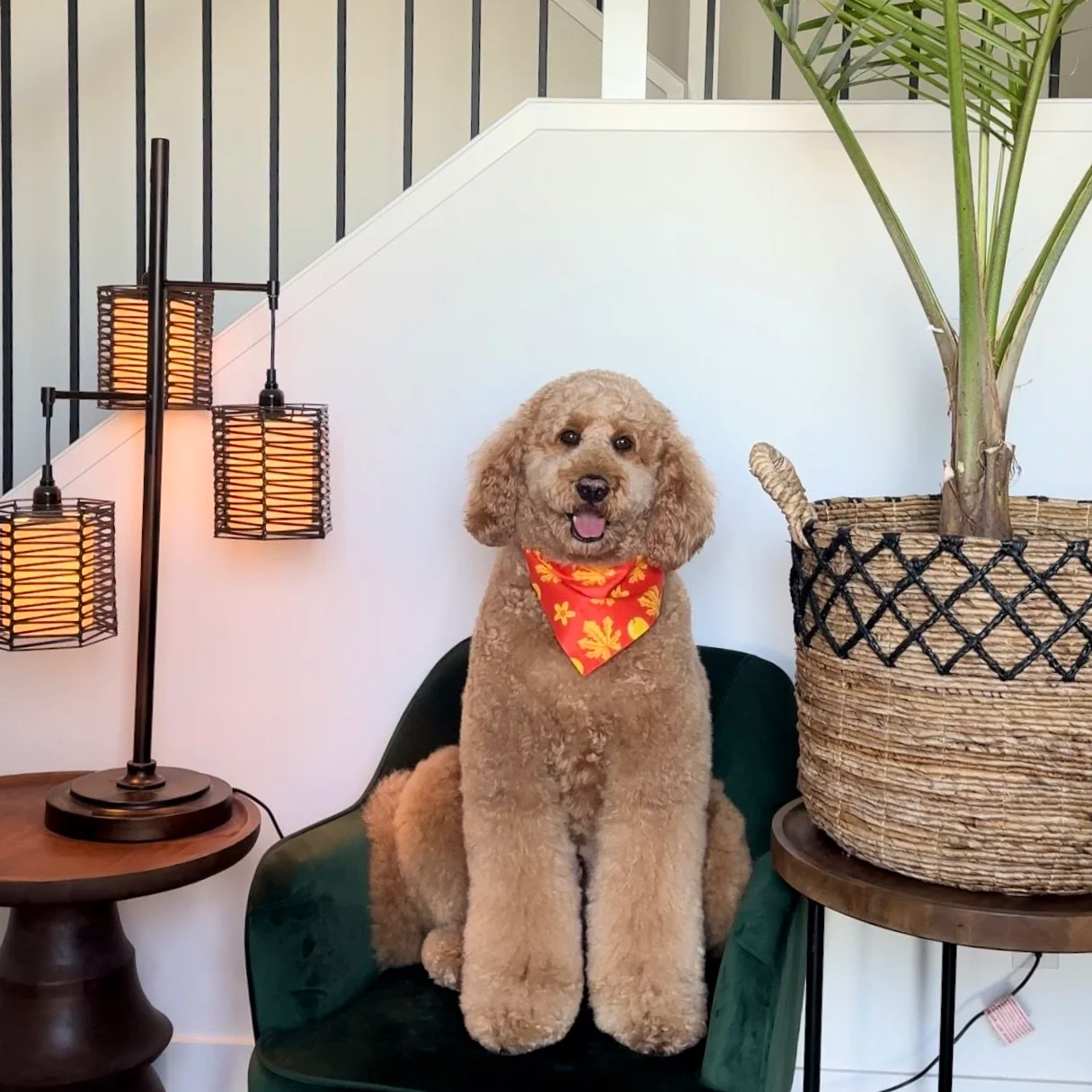 Oobie the poodle from Papinoli colouring books