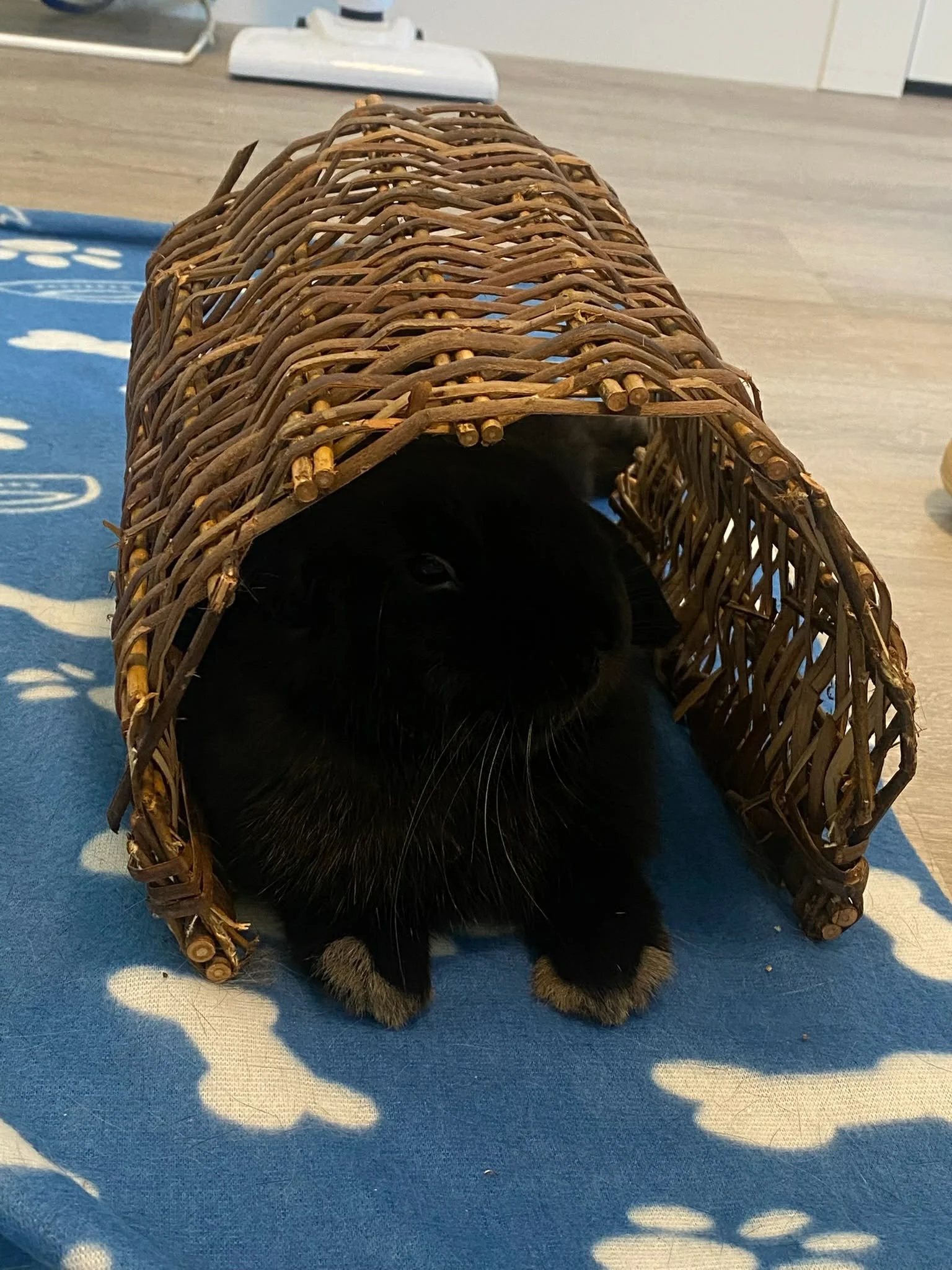 Dumpling the bunny from Papinoli colouring books