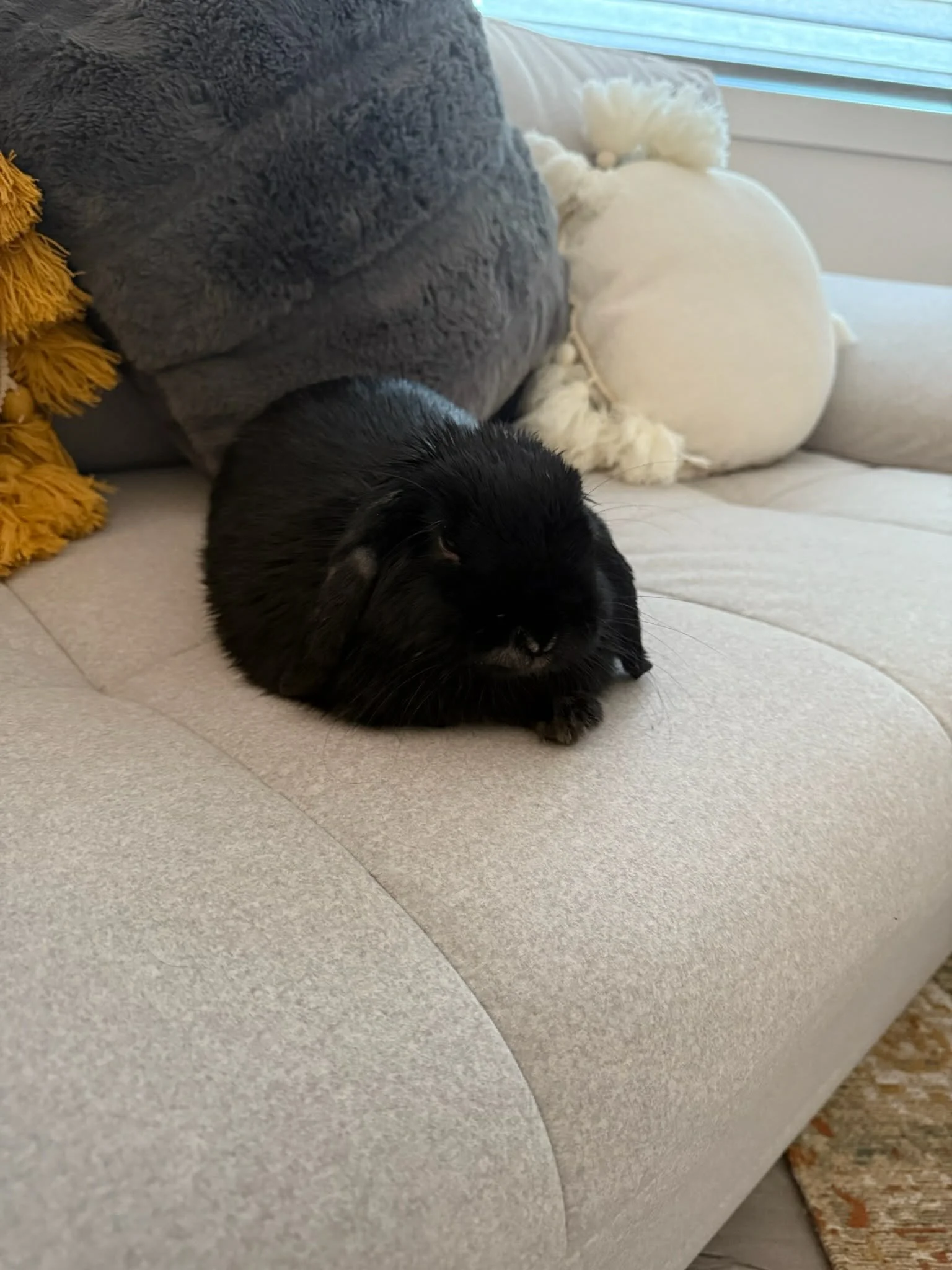 Dumpling the bunny from Papinoli colouring books