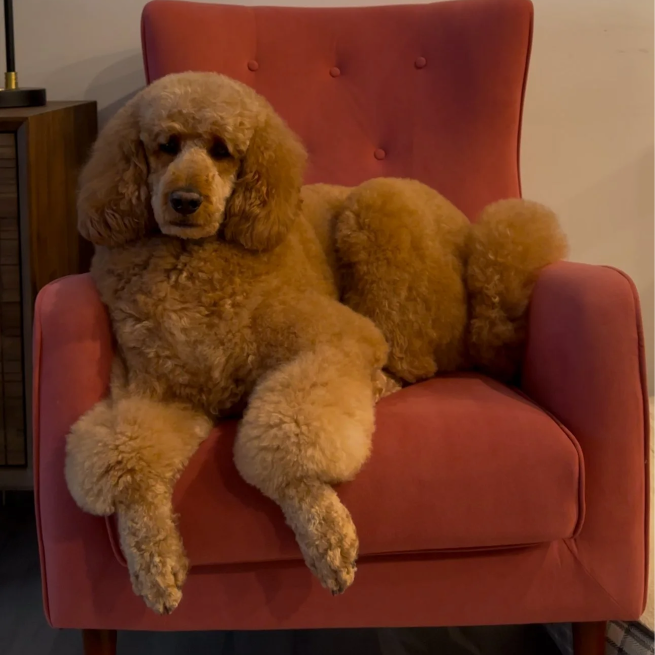 Oobie the poodle from Papinoli colouring books