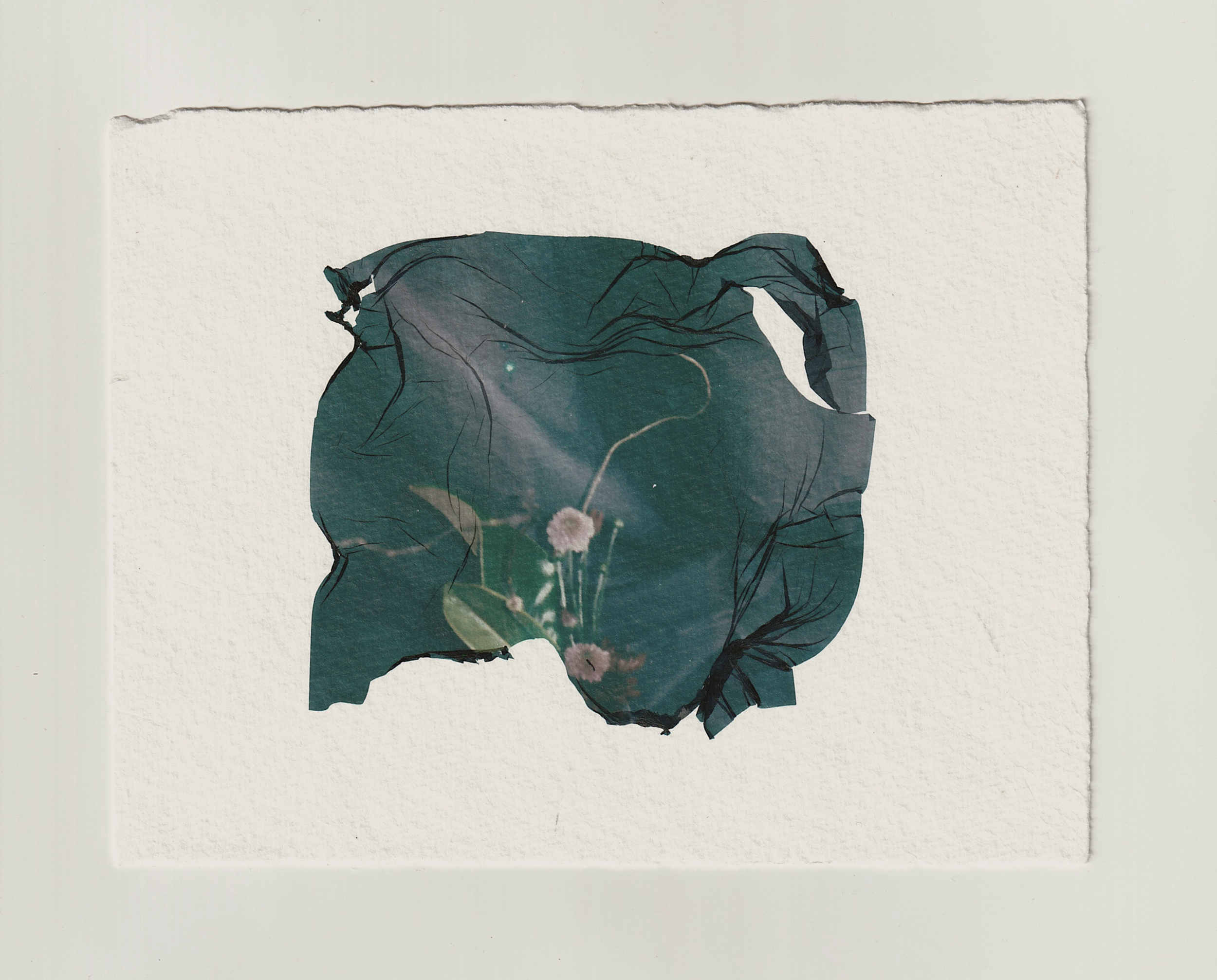 A piece of torn paper with an illustration of a dark green leaf and small white flowers against a light background.