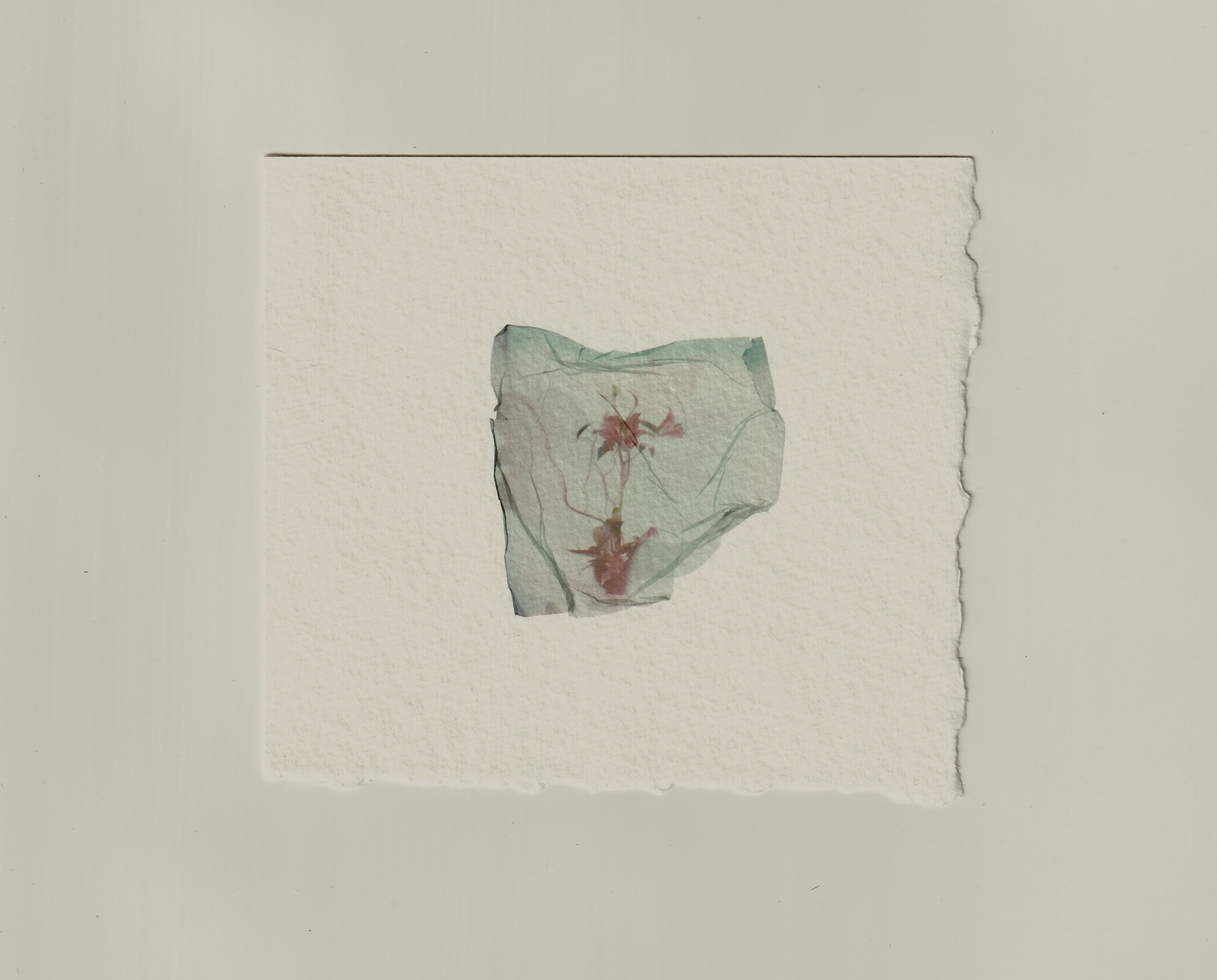 A small, wrinkled piece of greenish translucent paper with a dried flower pressed inside, mounted on textured white paper with torn edges.