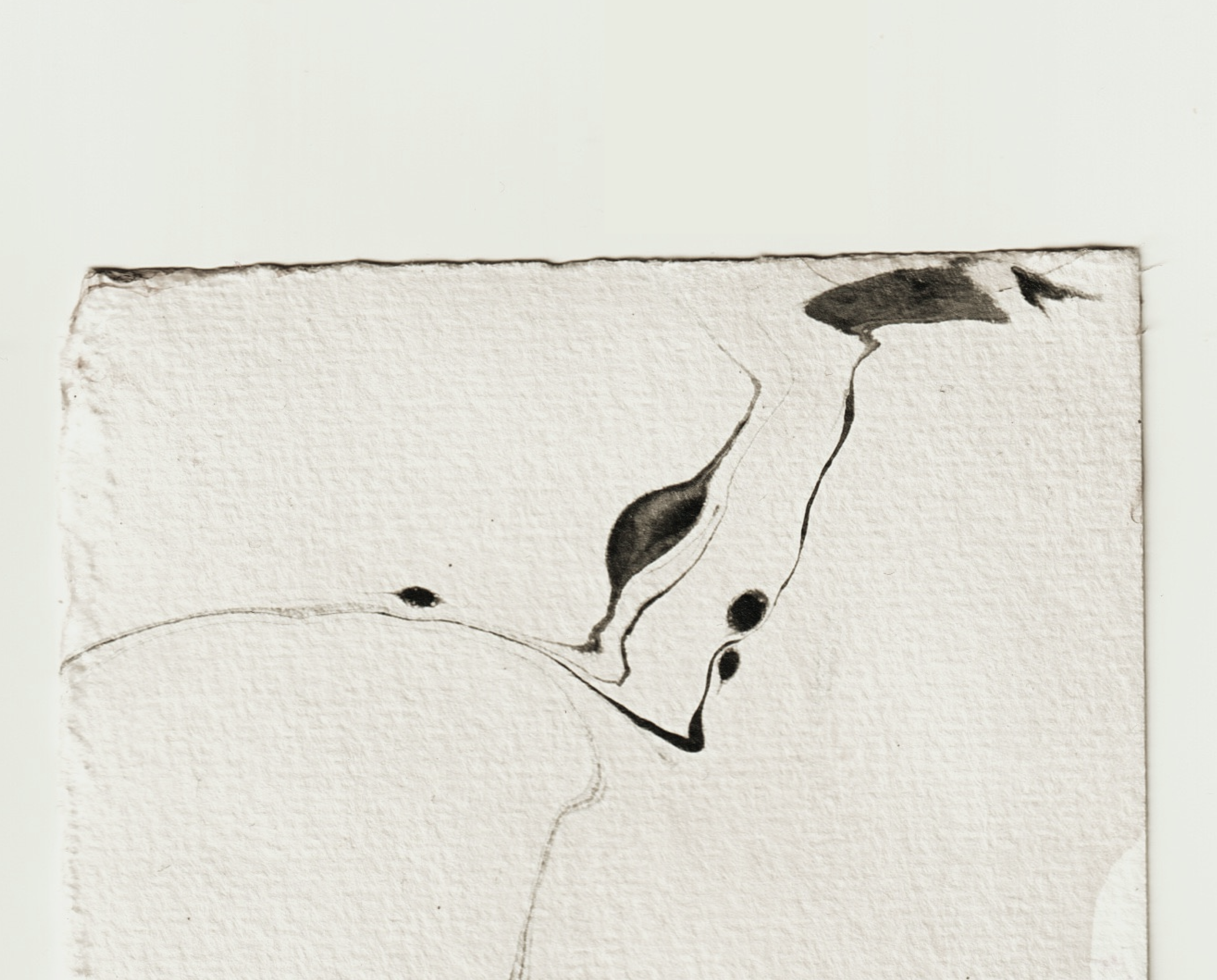 Close-up of a minimalist black-and-white ink drawing on textured paper, featuring abstract organic shapes and fine lines