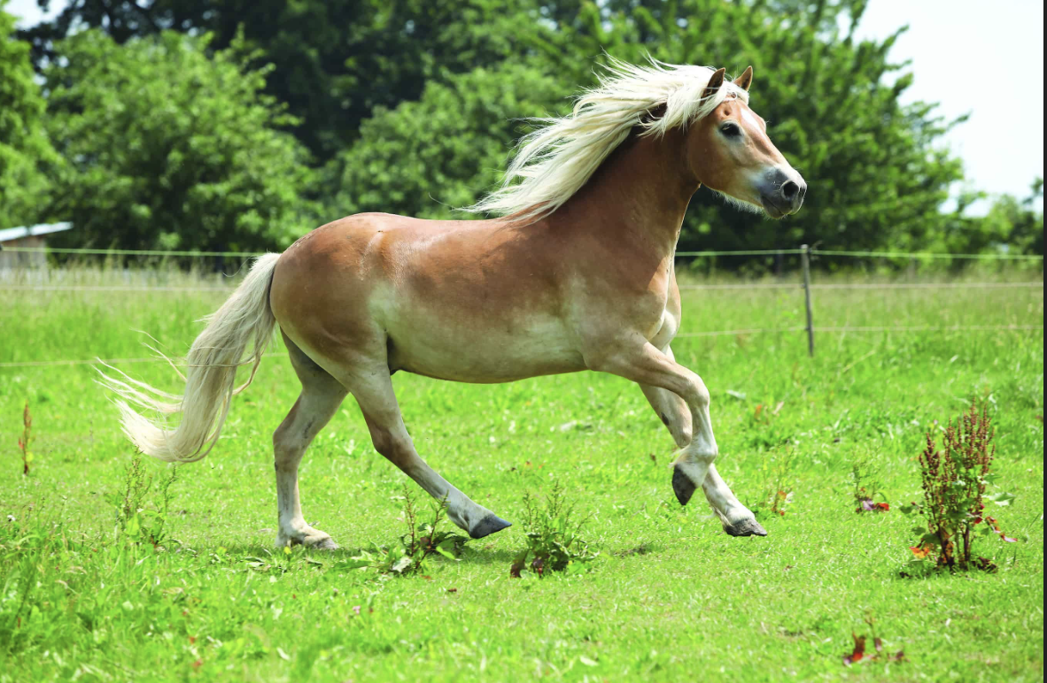 You Grabbed the Wrong Pony, Al!