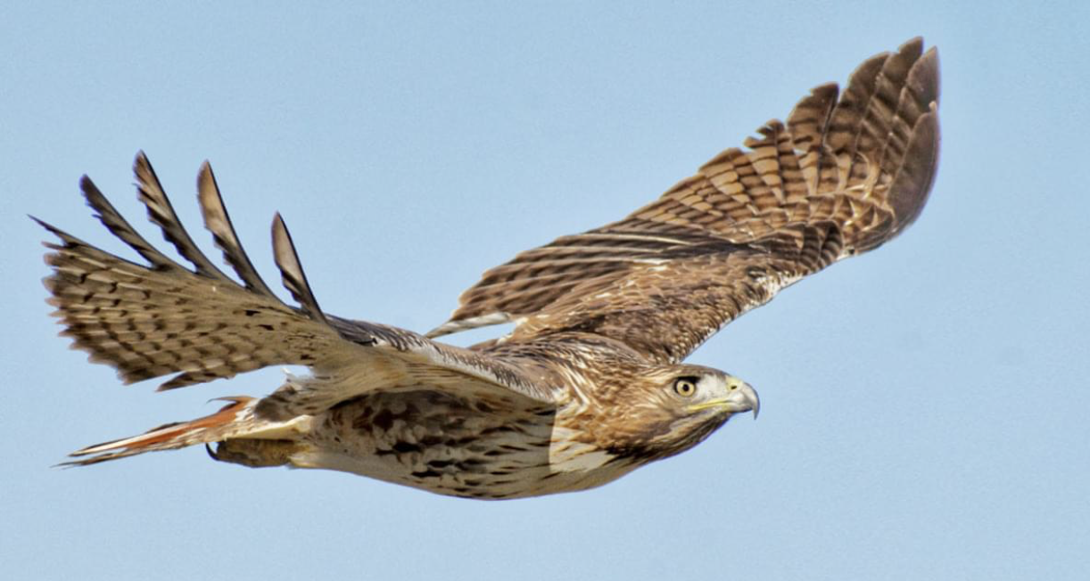 Birdstrike in the Pattern