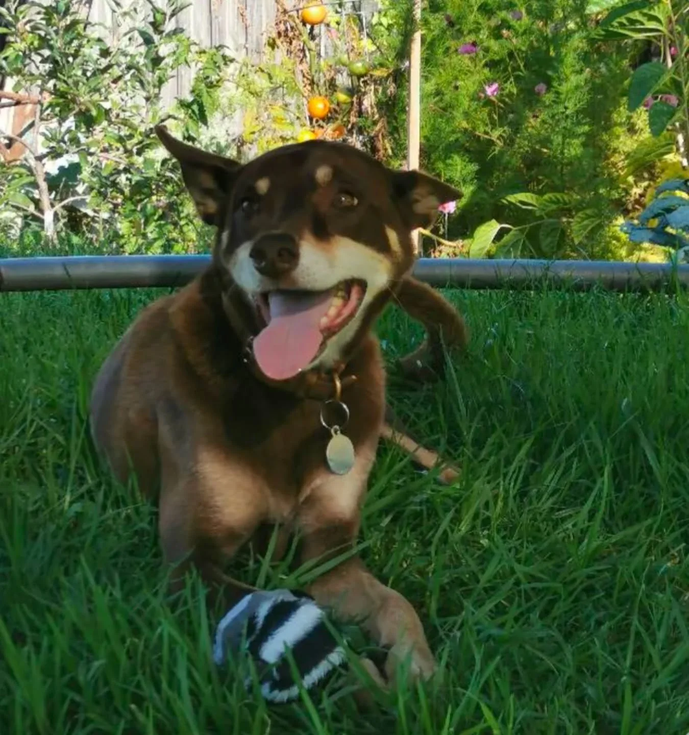 Flash ⚡ She's an Australian Kelpie I spent some time walking and pet sitting in Melbourne a few years ago. 2 years after this photo was taken she still recognised who I was, and in a month she will be one of the last pet sits I do before flying back 