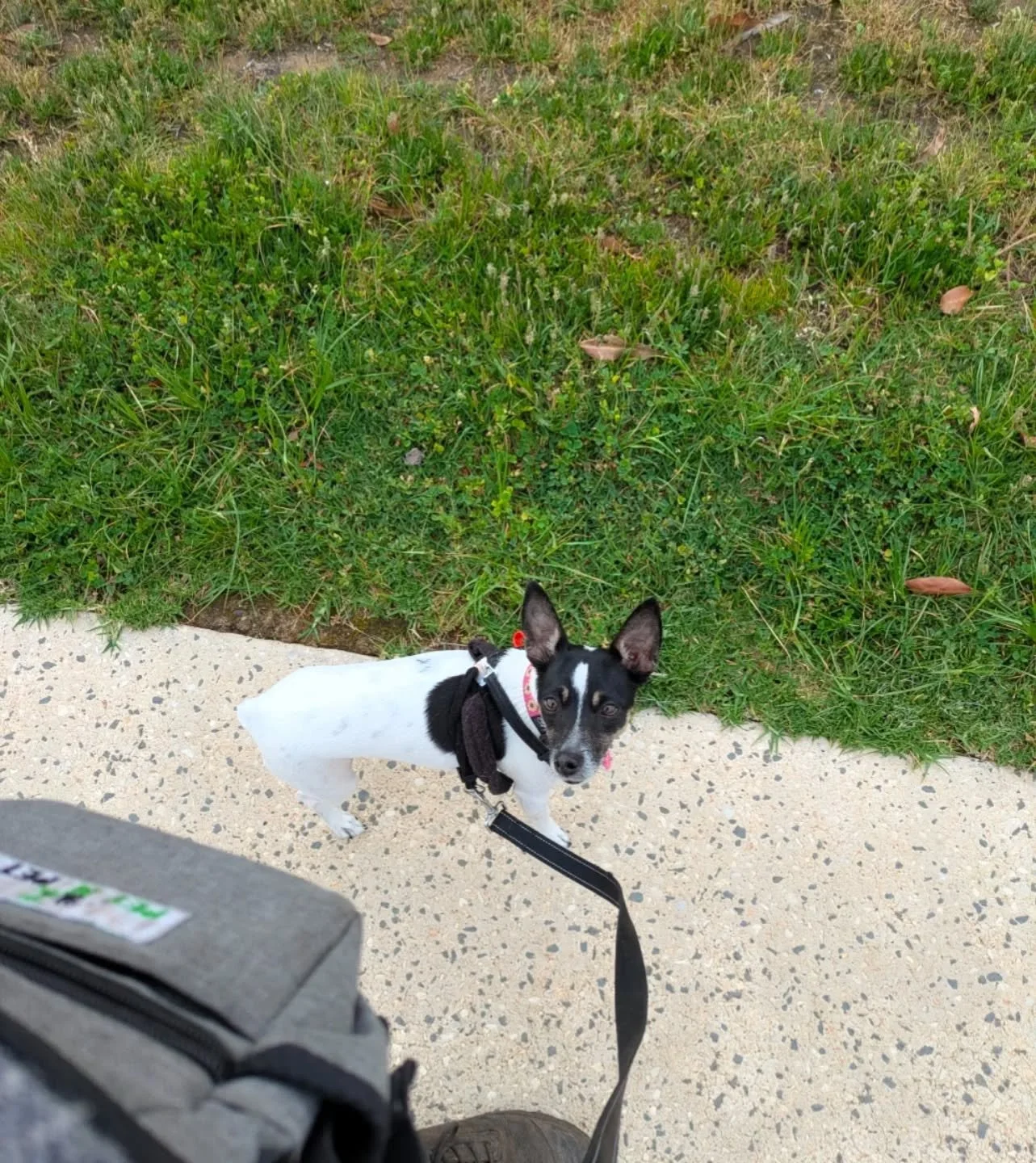 This is Luna 🐾 A small dog with an very big heart!