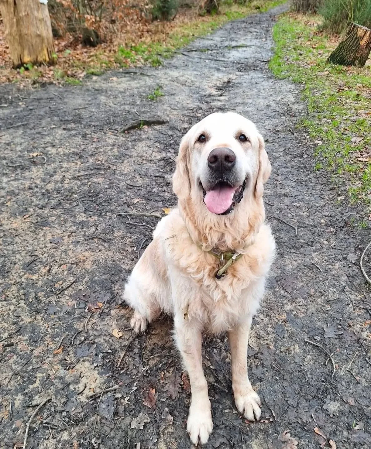 Zedd is a founding member of the Good Dogs Club 🐾 

He is my dog, and one of the main reasons I got into dog walking and pet sitting. While I was travelling, he was living with family and I missed having a four legged friend. So I started dog walkin