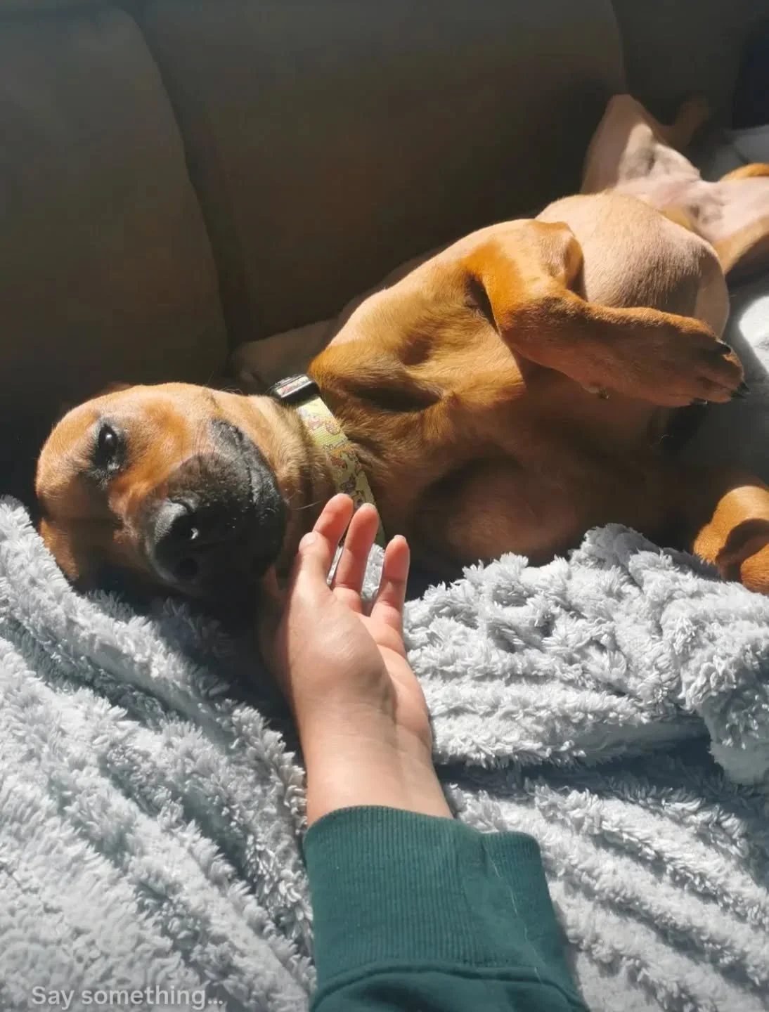 This is Bambi, mentioned in my previous owners review post. It's great to have the opportunity to pet sit dogs in their homes, as it means they get to stay in the environment which feels most comfortable and familiar to them. Having their owners leav
