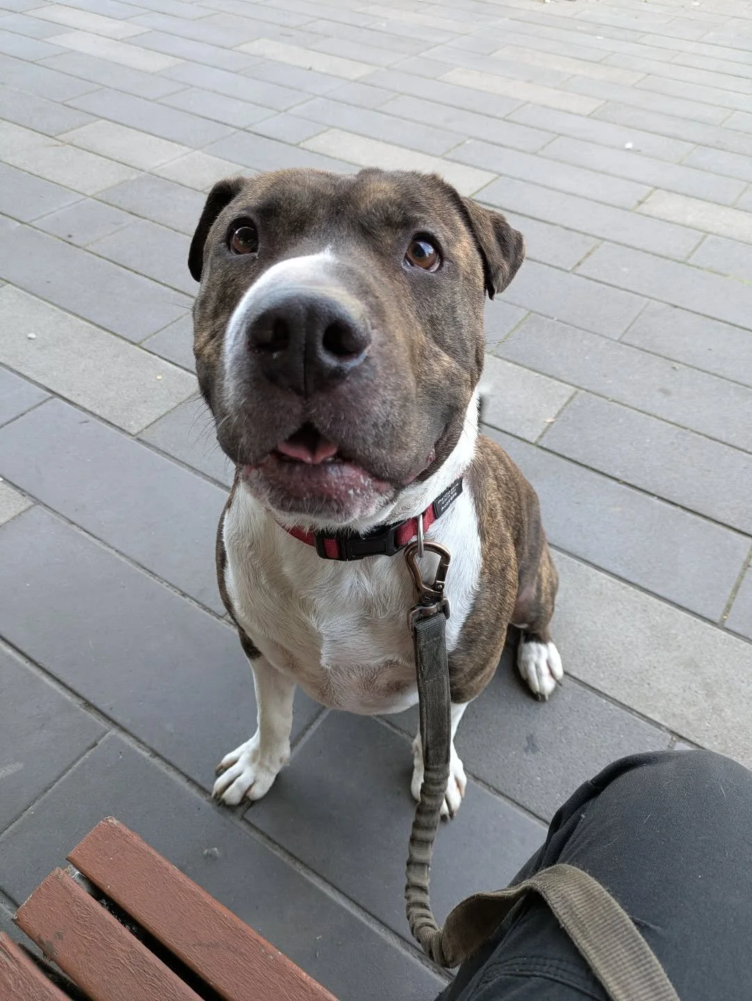 Bruno has the biggest soul of any dog I've ever met ❤️