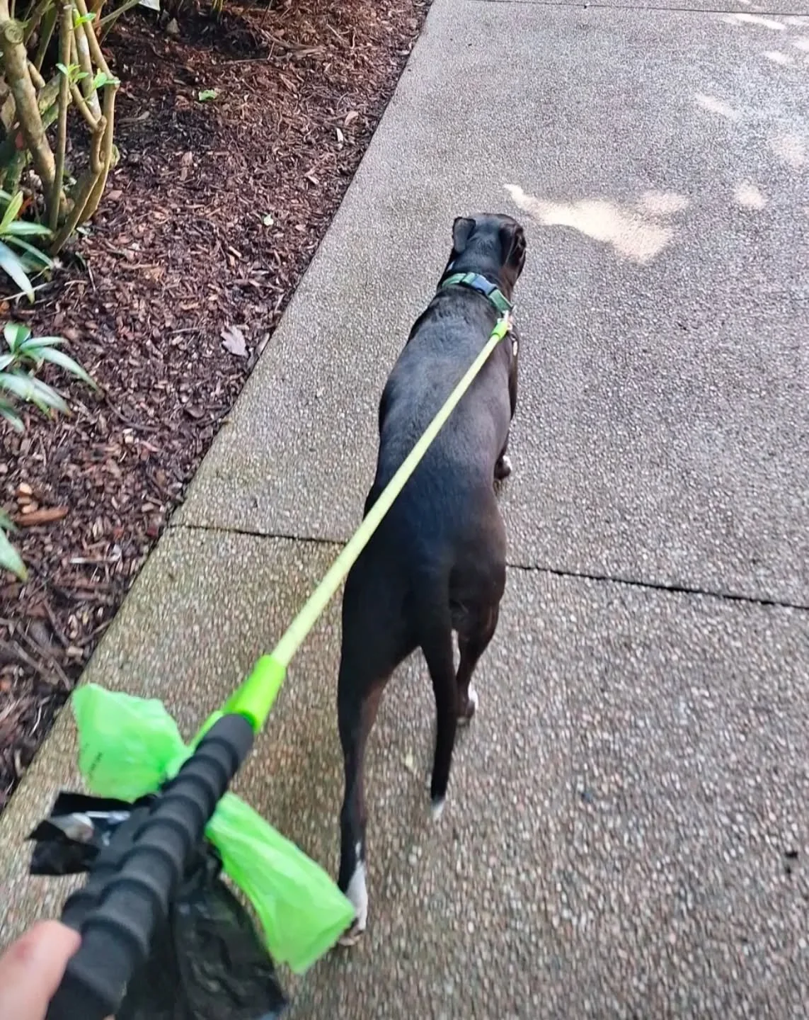 Snowy is an OG member of the Good Dogs Club 🐾 

She is a rescue &amp; started off very shy &amp; kept her distance. With some time together, her playful goofy personality eventually came through and we spent many walks playing chase in the park. She
