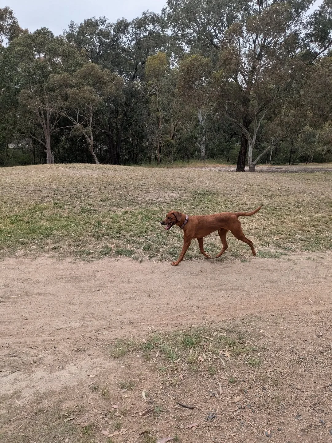 Walks with Tonks the Rhodesian Ridgeback 🐾