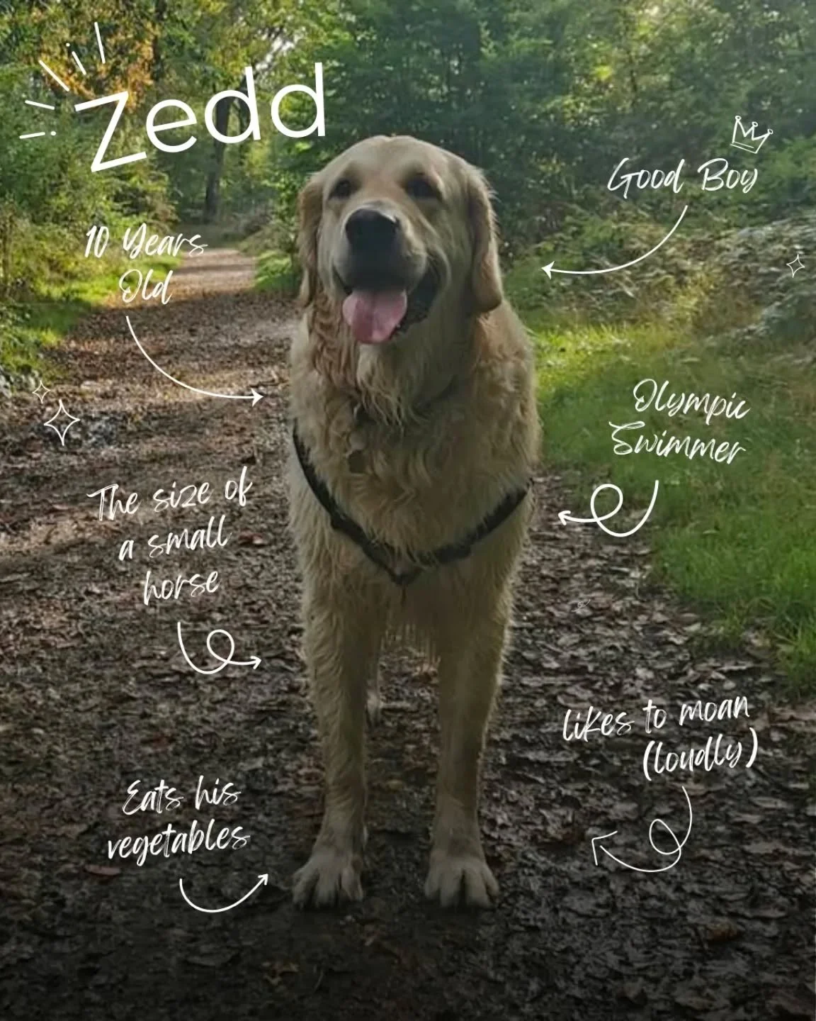 Going to start introducing all members of Good Dogs Club like this from now on 🤣

First up is my dog, Zedd. Certified golden boy &amp; Olympic swimmer 🥇