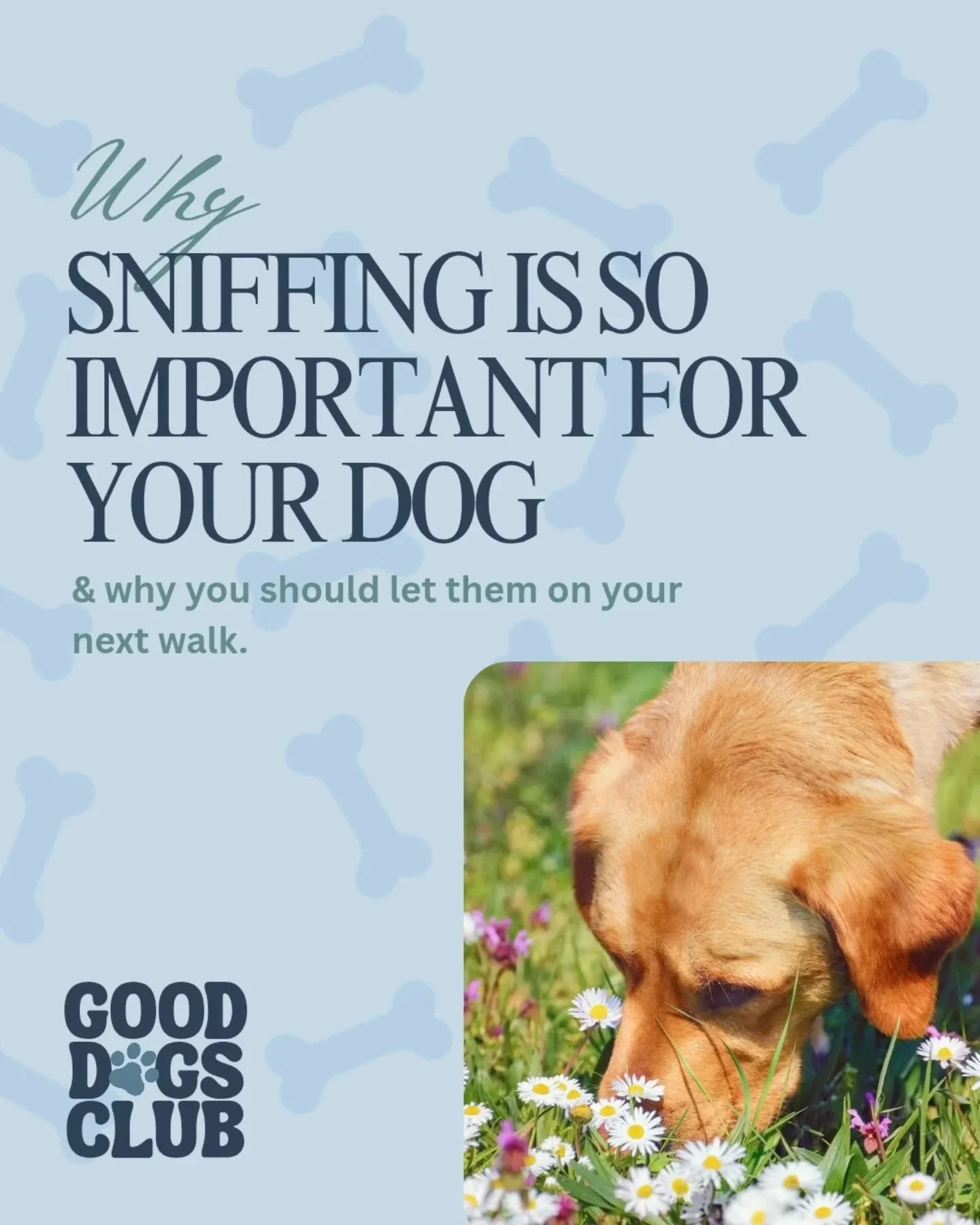 As a dog owner &amp; walker I can understand how sometimes your dog sniffing on a walk can be frustrating &amp; feel like a waste of time. But it's actually an essential &amp; enriching behaviour for them, and actually allows them to get way more out
