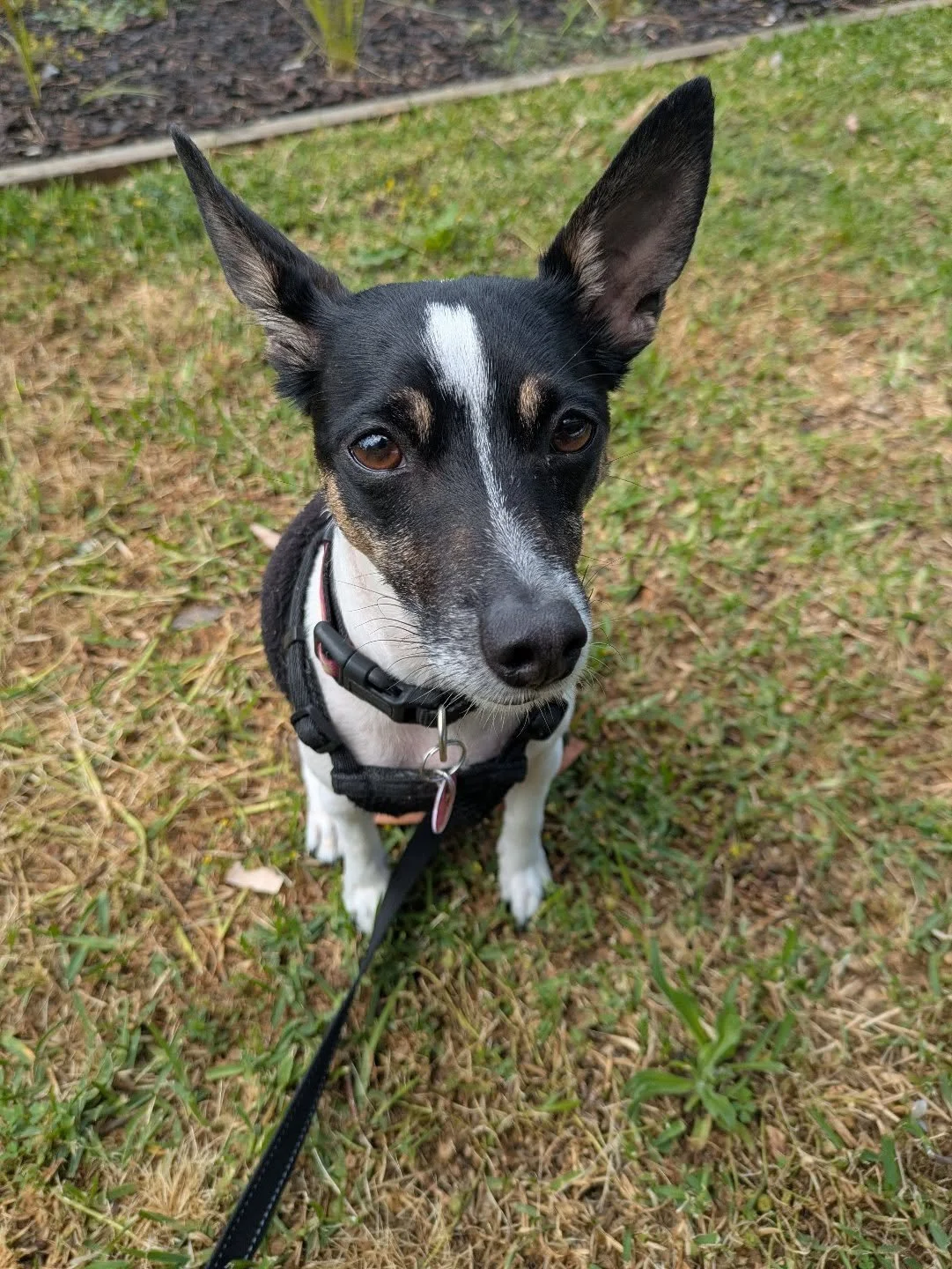 Luna 🐾