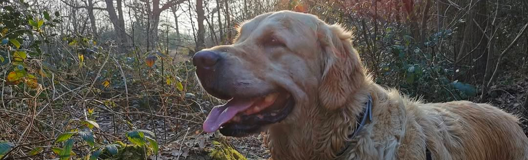 Golden retriever dog walking outdoors in a wooded area with sunlight filtering through trees.