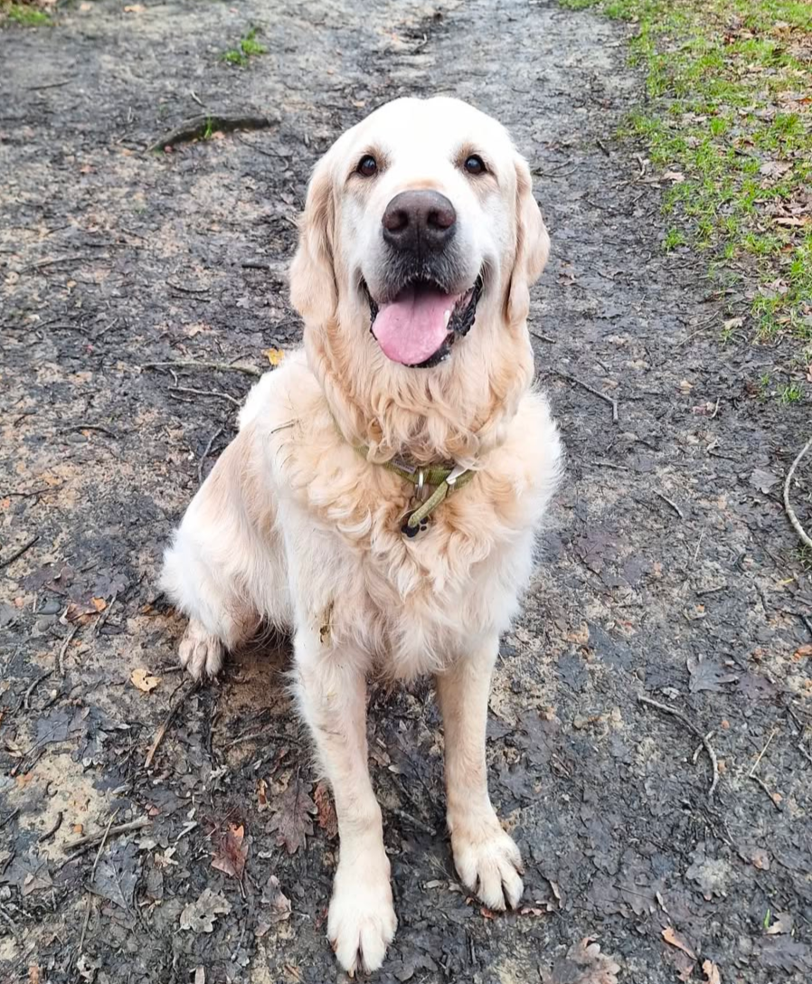 A happy Golden Retriever sitting on a dirt trail with grass on the side, looking at the camera with its mouth open.