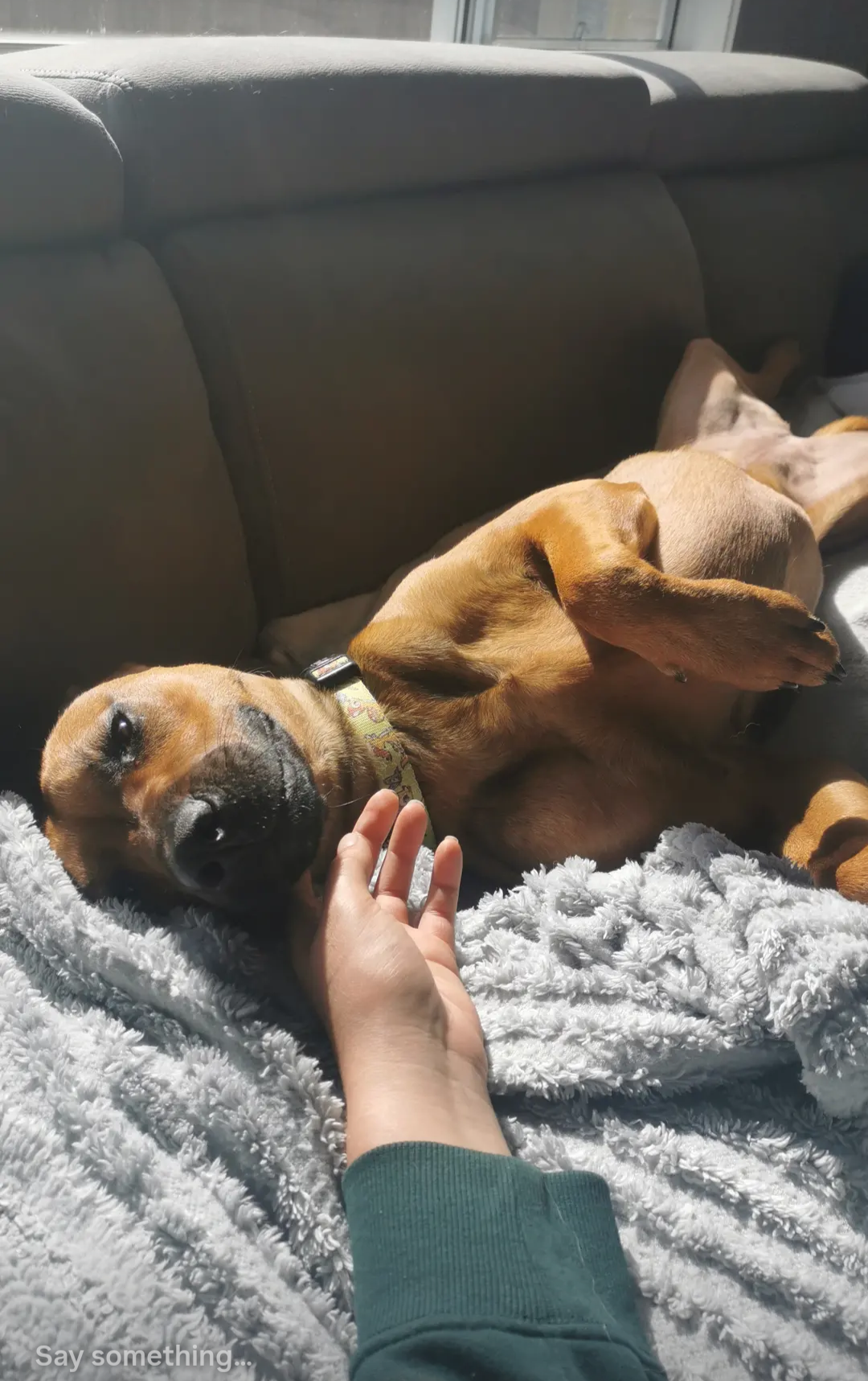 A brown dog lying on a soft blanket on a couch, resting with eyes closed, while a person's hand gently touches its face.