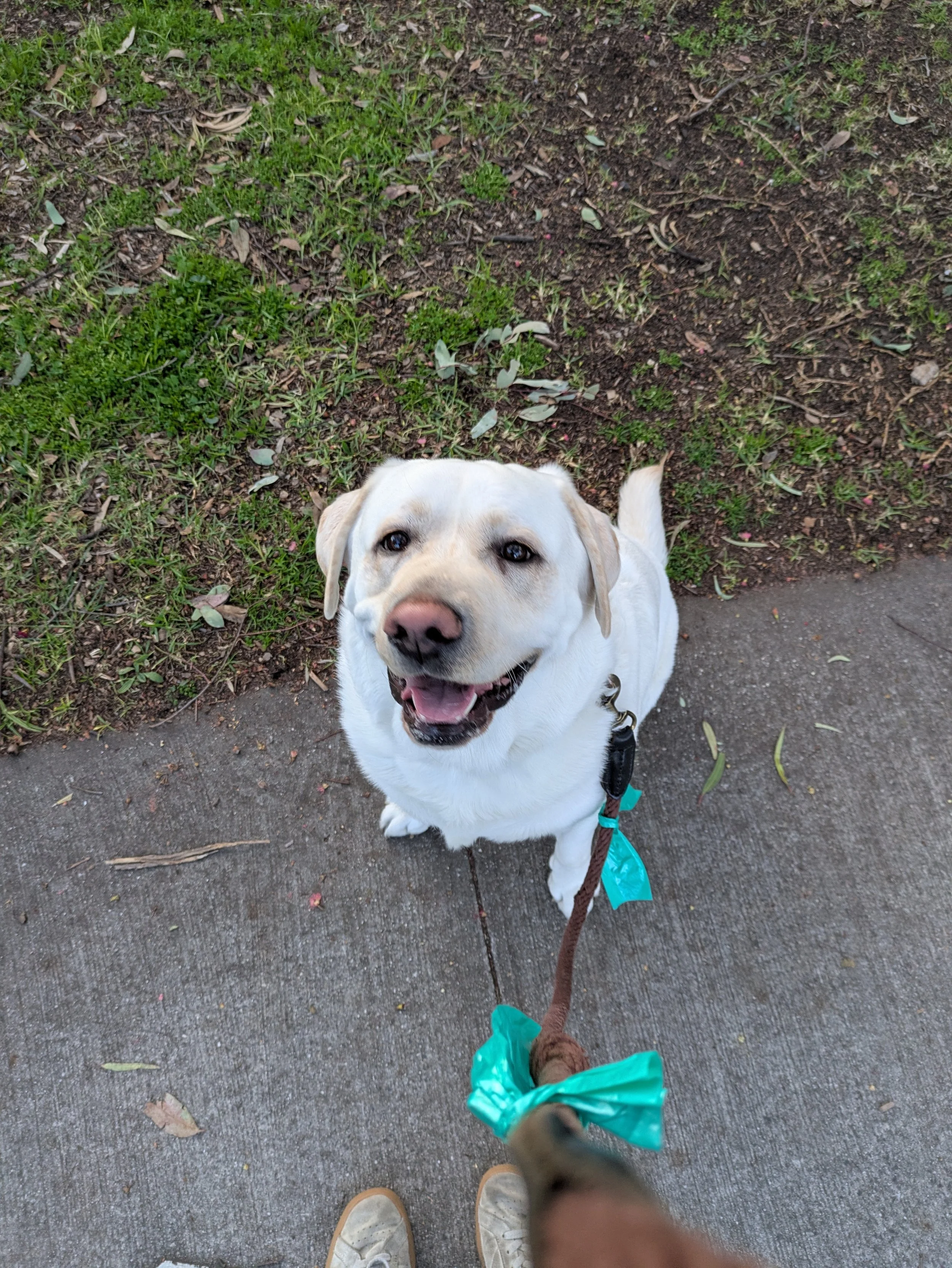 A happy yellow Labrador retriever sitting on a sidewalk, looking up at the camera, with grass and dirt on the ground beside it, and a person's hand holding its leash.