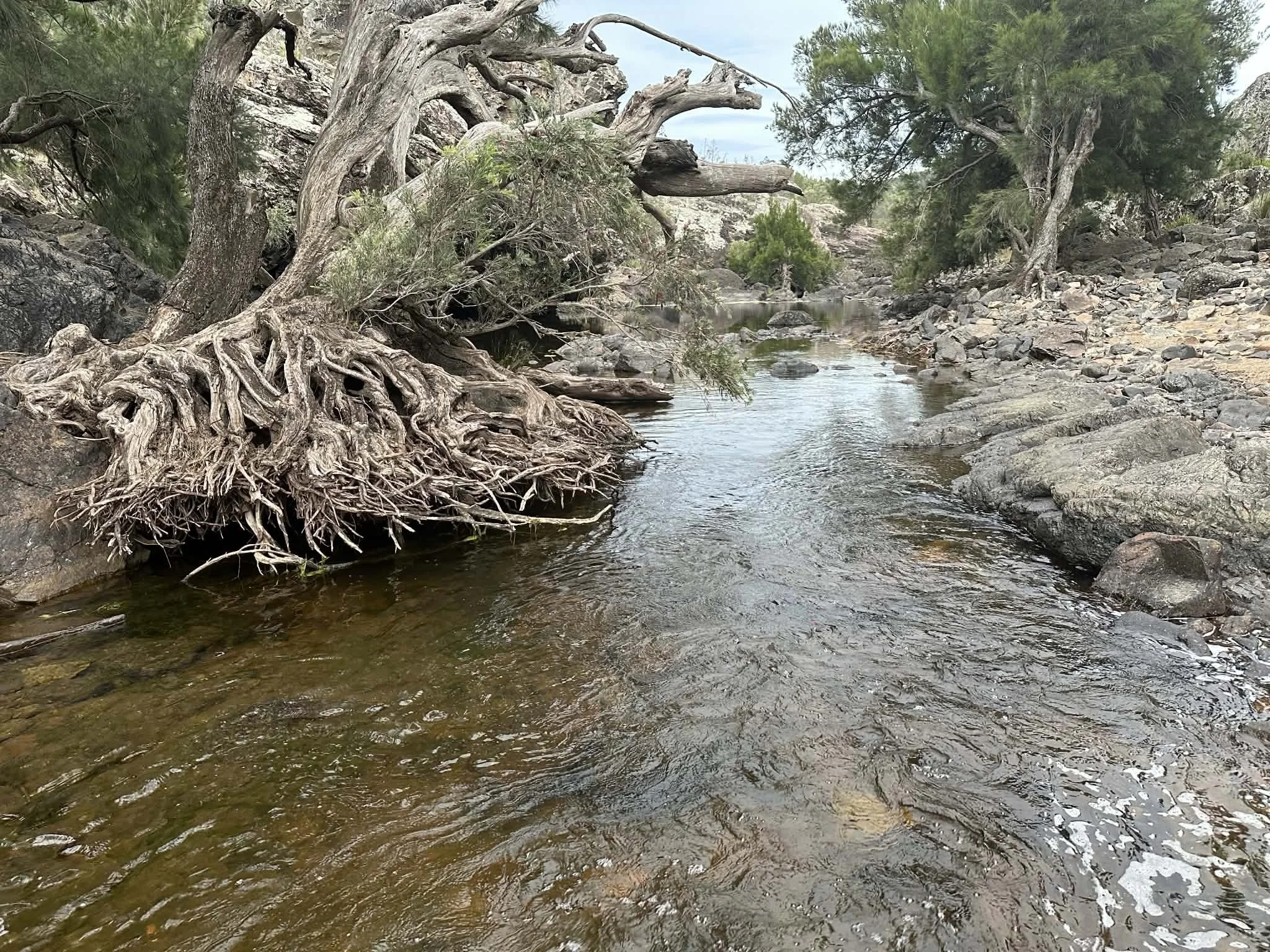 A rocky creek flowing through a natural landscape with trees and shrubs on the banks, some of which have exposed roots extending into the water.