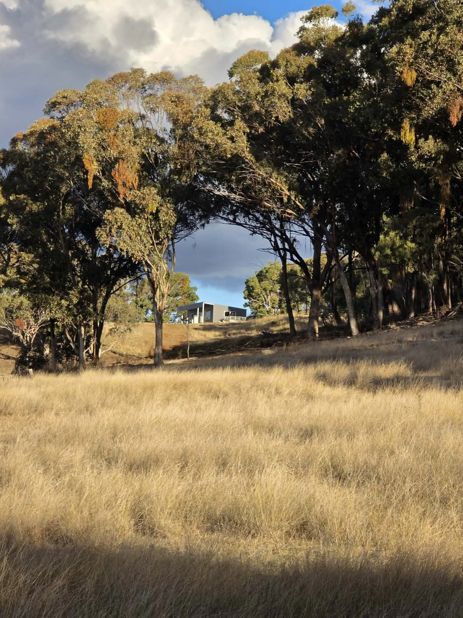 Open field with tall, dry grass, trees, and a modern house in the distance under a cloudy sky.