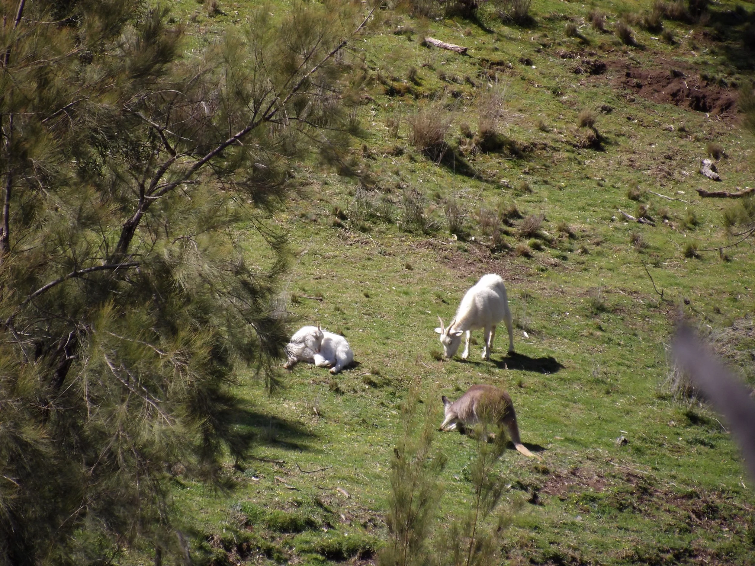 Three goats grazing and resting on a grassy hillside with trees and bushes.