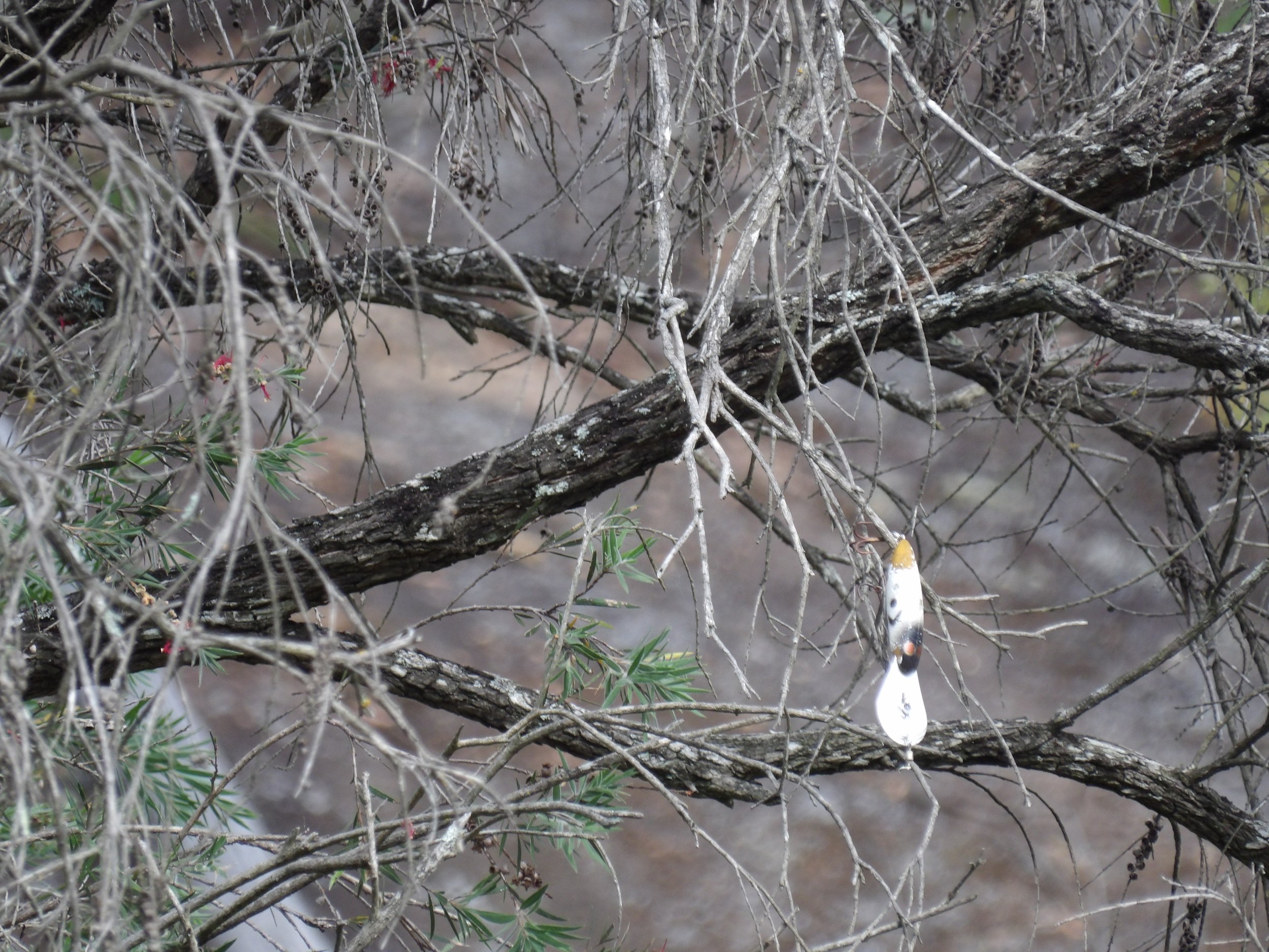A spider wrapped in a white silk cocoon hangs from a branch of a leafless tree or shrub with some green leaves and red berries, in a natural outdoor setting.